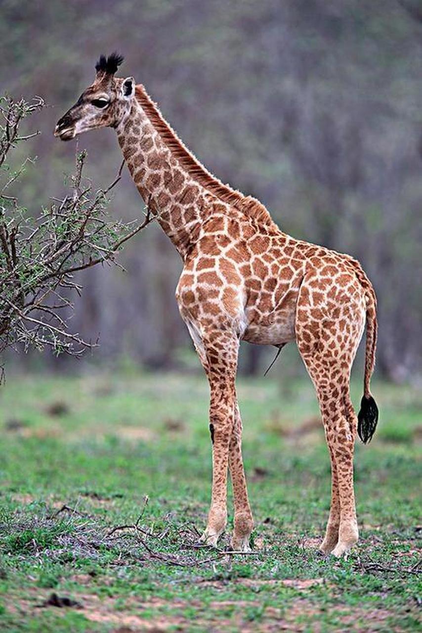 长颈鹿(学名:giraffa camelopardalis) 长颈鹿(学名:giraffa