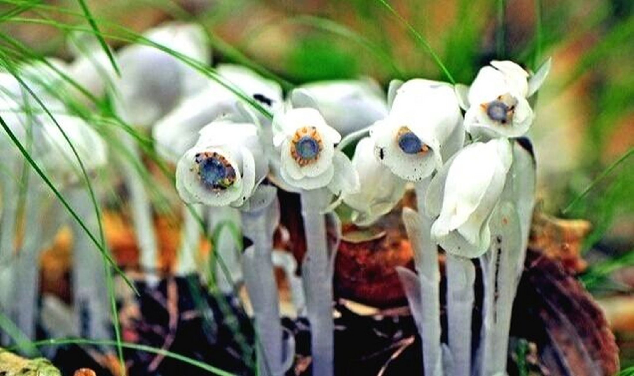 水晶兰真不错 花题材: 死亡之花—水晶兰 花语: 真诚无害,脆弱无城府.