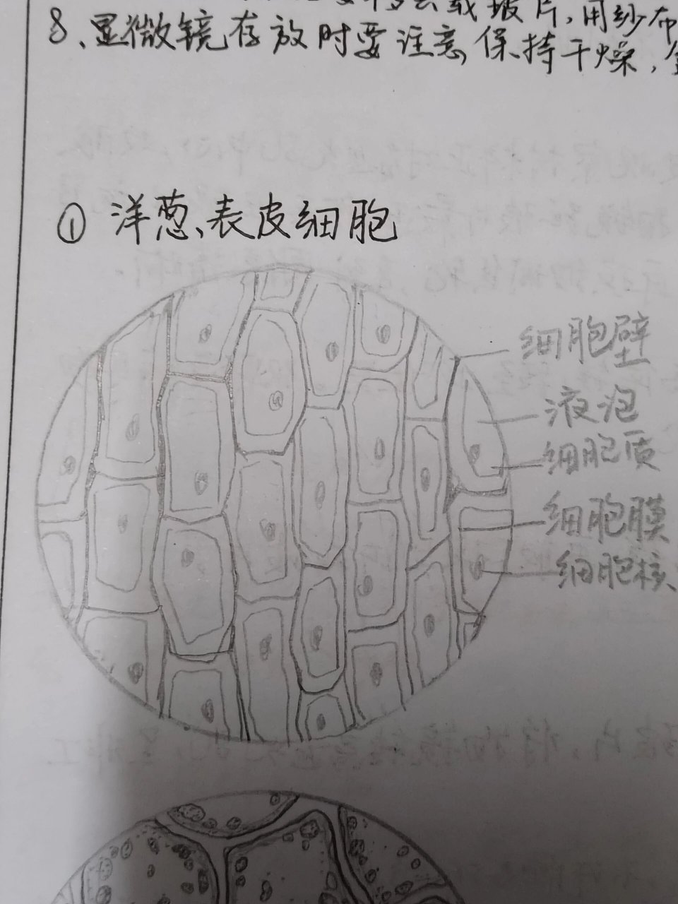 叶绿体示意图图片