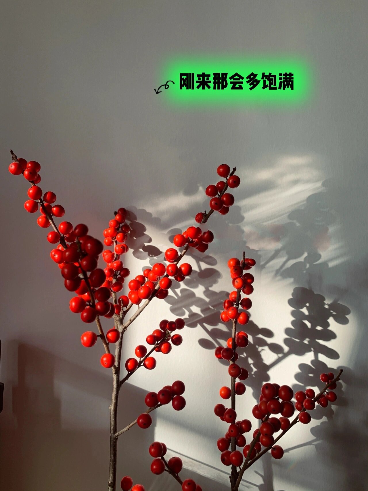 北美冬青这货长新叶的速度真是绝,稍不留神就这么多了.