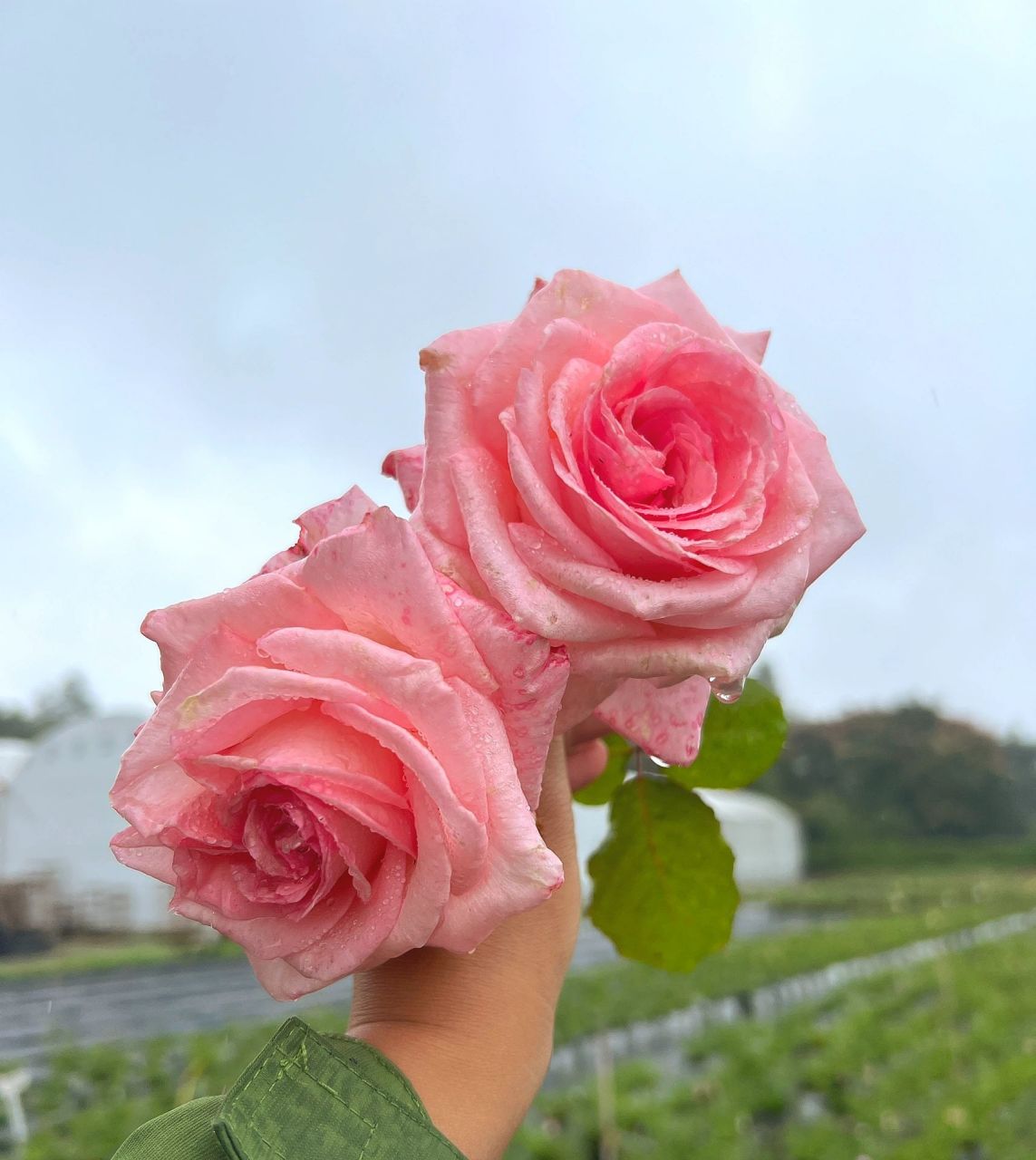 推荐一款粉色浓香大花月季——粉哈娜 惊鸿一瞥,已是天颜.