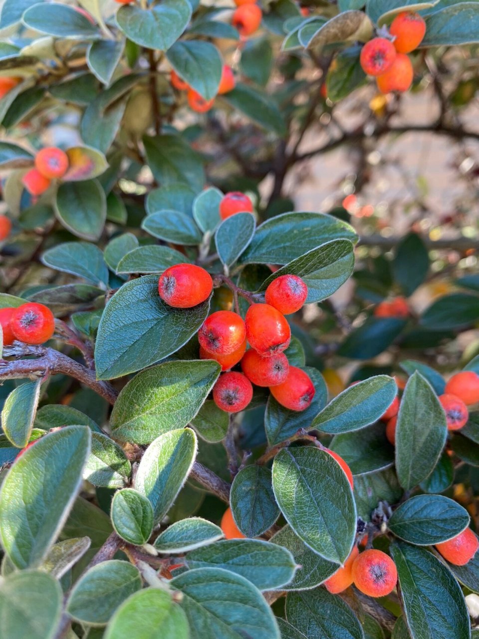 西南栒子的果实是橘红色的90 栒子属种类好多啊,看的眼花缭乱 93