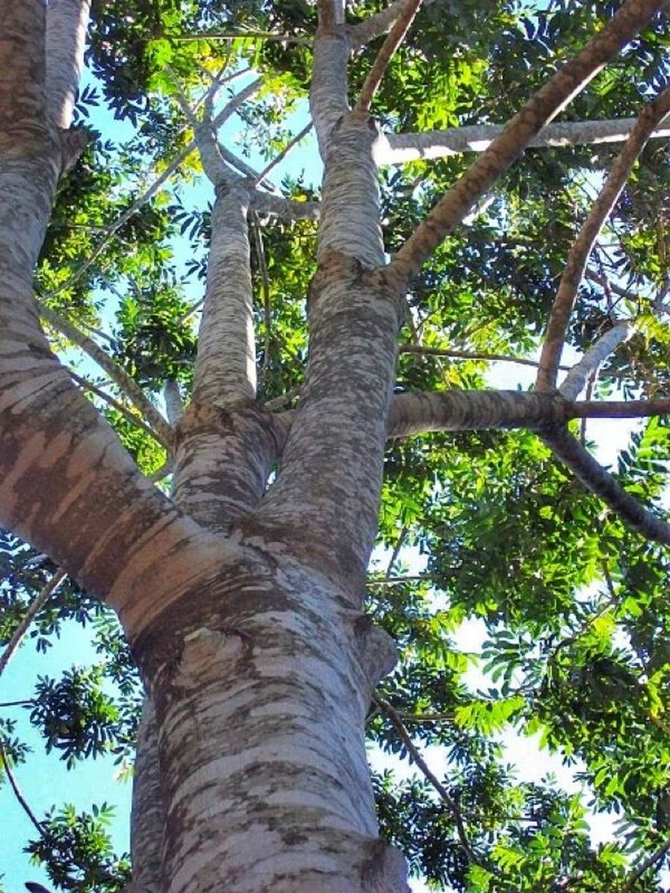花梨木 花梨木是一种中等大小的热带常青树,它的树皮与心材呈红色,开