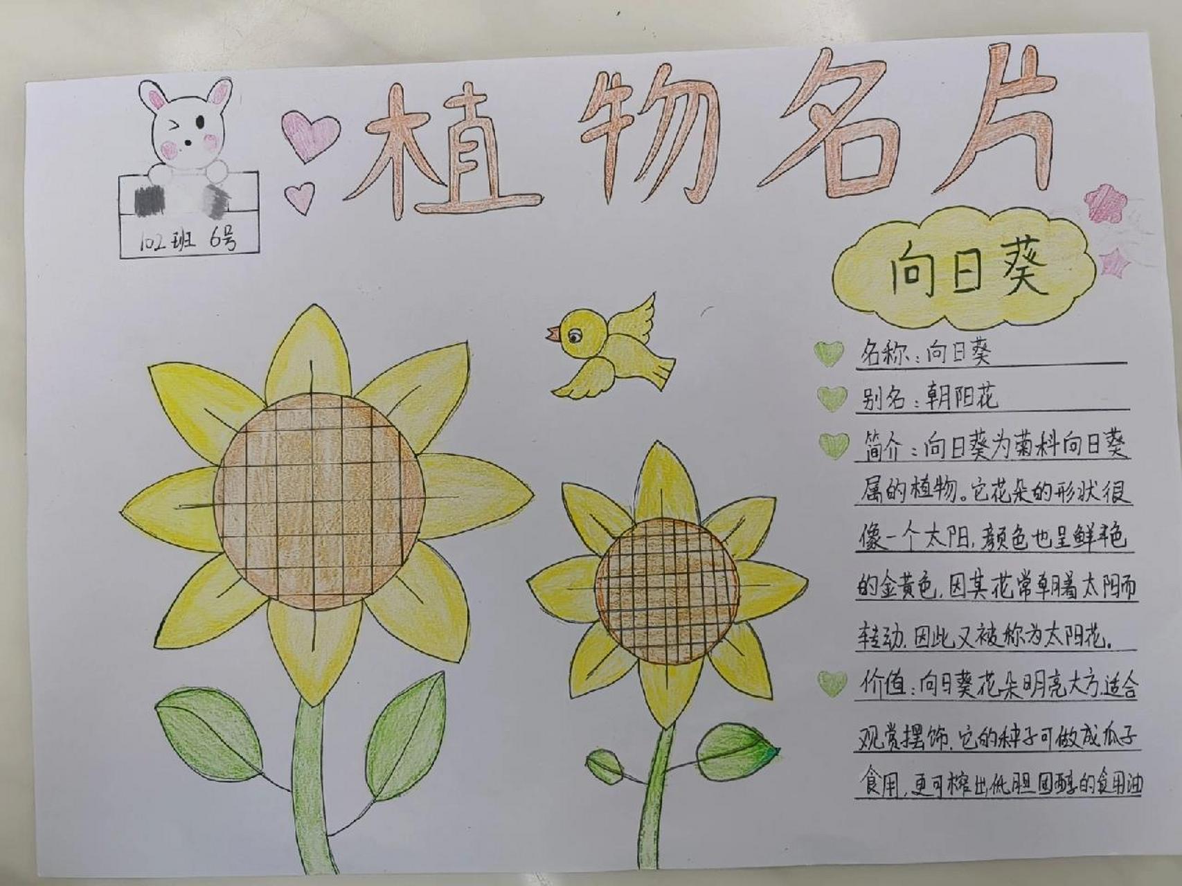 小学生三年级植物名片图片
