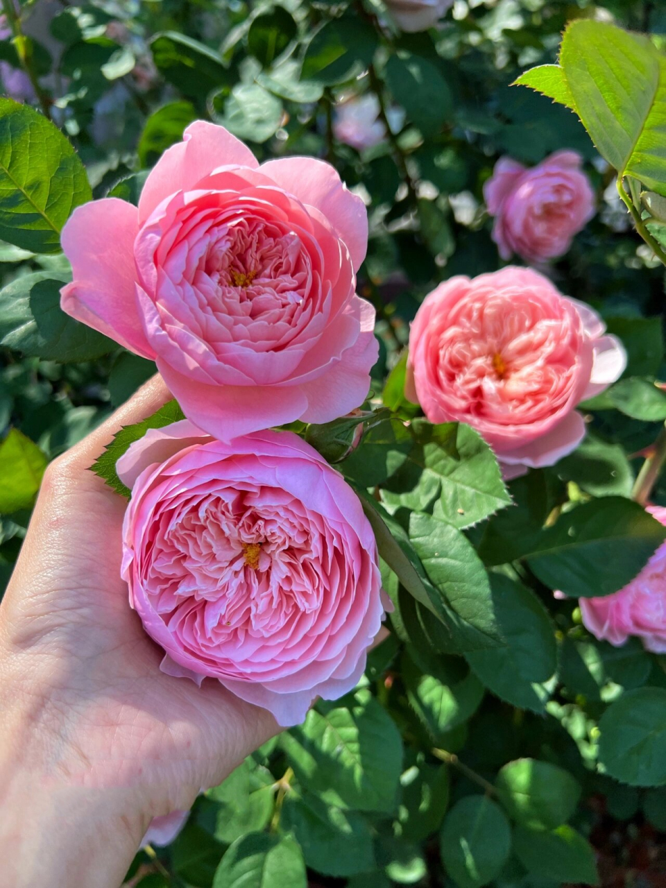 奥斯汀月季安尼克城堡(the alnwick rose) 这款月季花型超级美,之前买