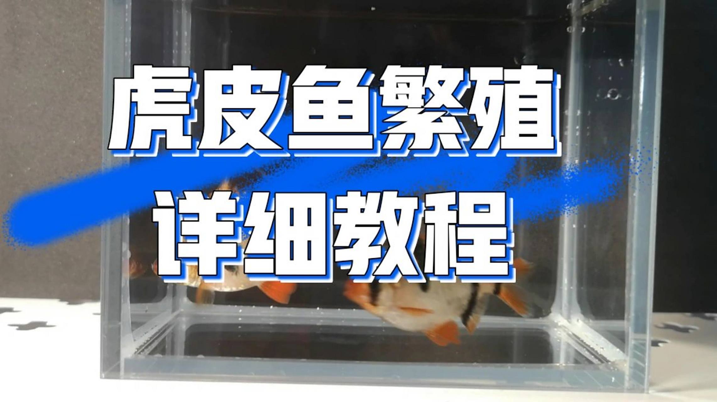 精选: 虎皮鱼繁殖详细教程 971.挑选种鱼. 一看嘴色.