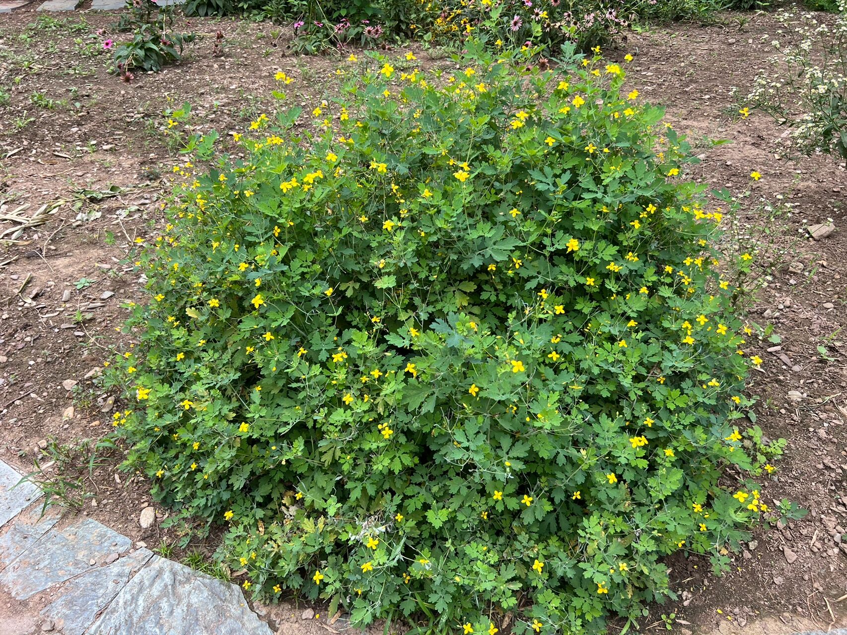 白屈菜～又名断肠草,罂粟科,全草入药