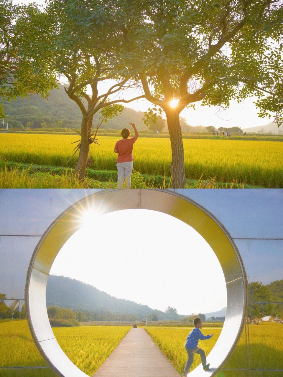 昨天(10月30日)自驾去了艾米稻香小镇,现在这个时候去稻子已经黄啦