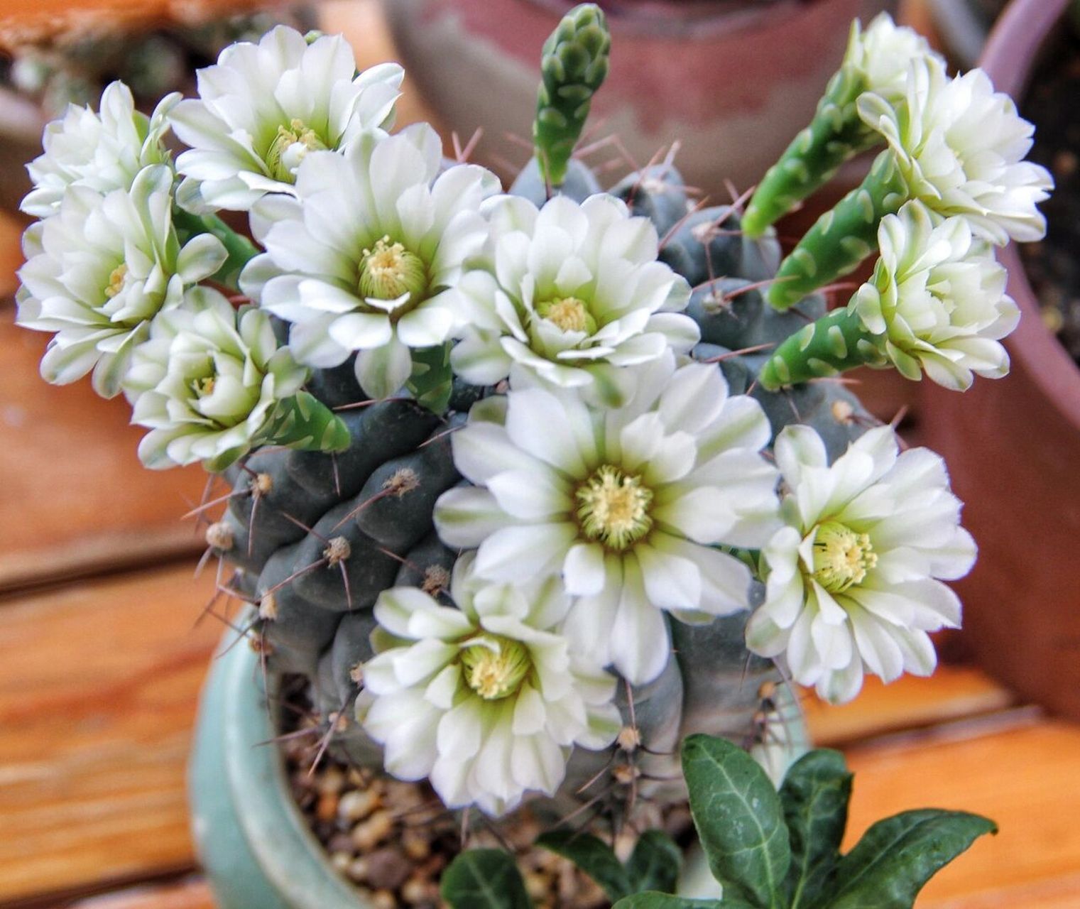 白色绯花玉,白花绿心 周末在家,正好看到了从花苞到开放的全过程,好