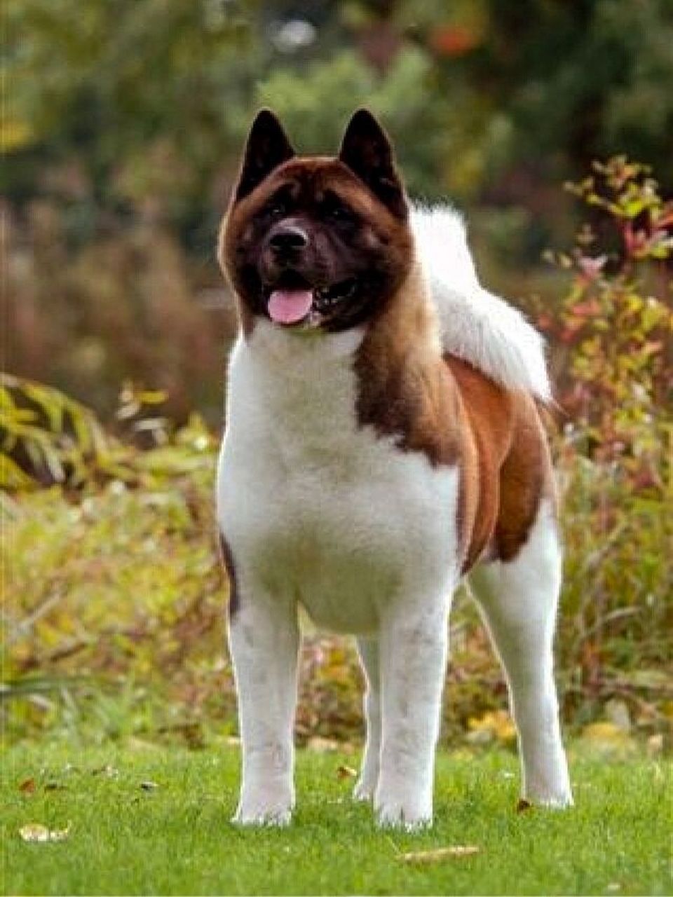 美国秋田犬93vs日本秋田犬——哪个更适合你?