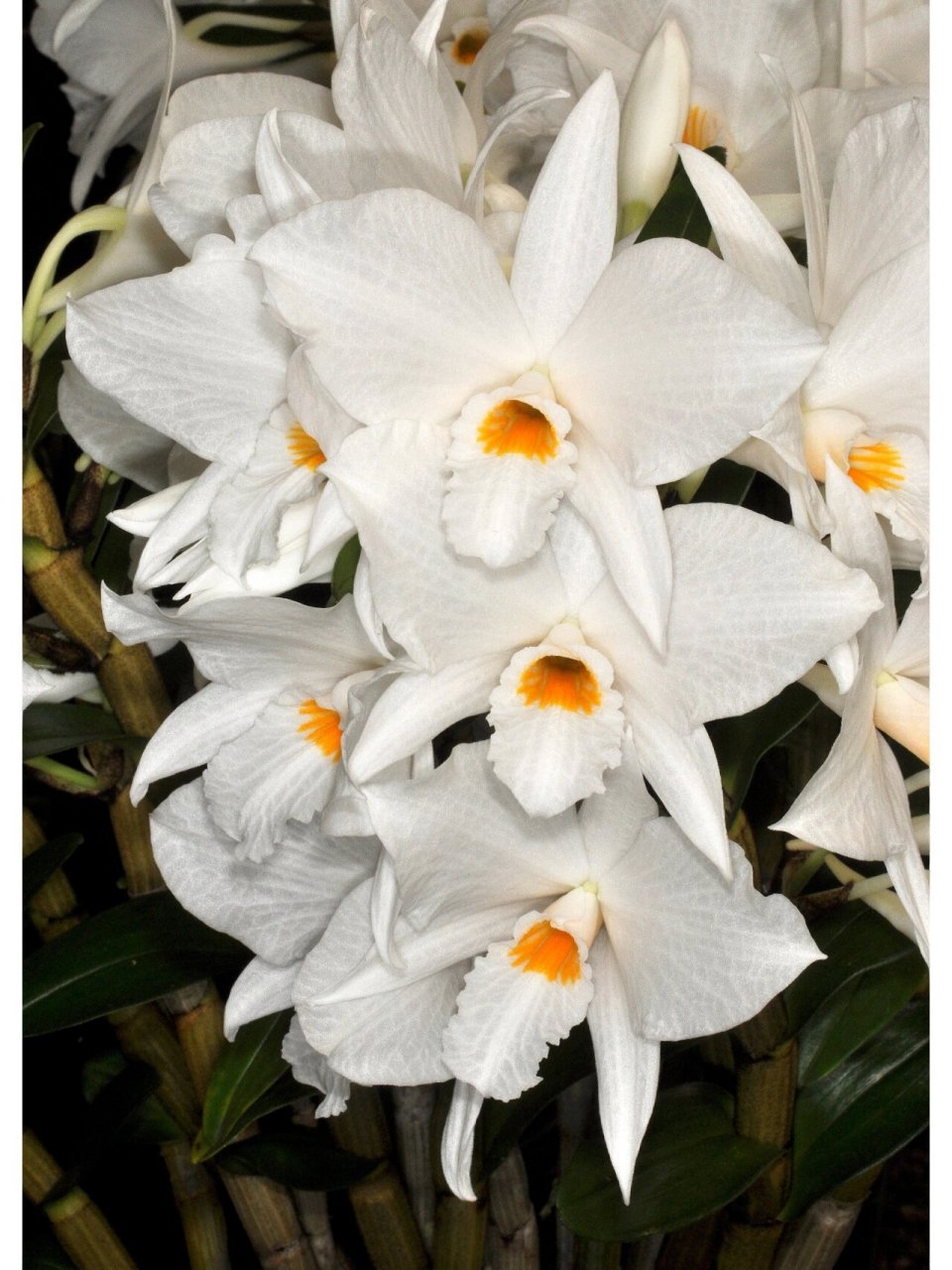 高山石斛 14,dendrobium infundibulum高山石斛,产地:中国,印度