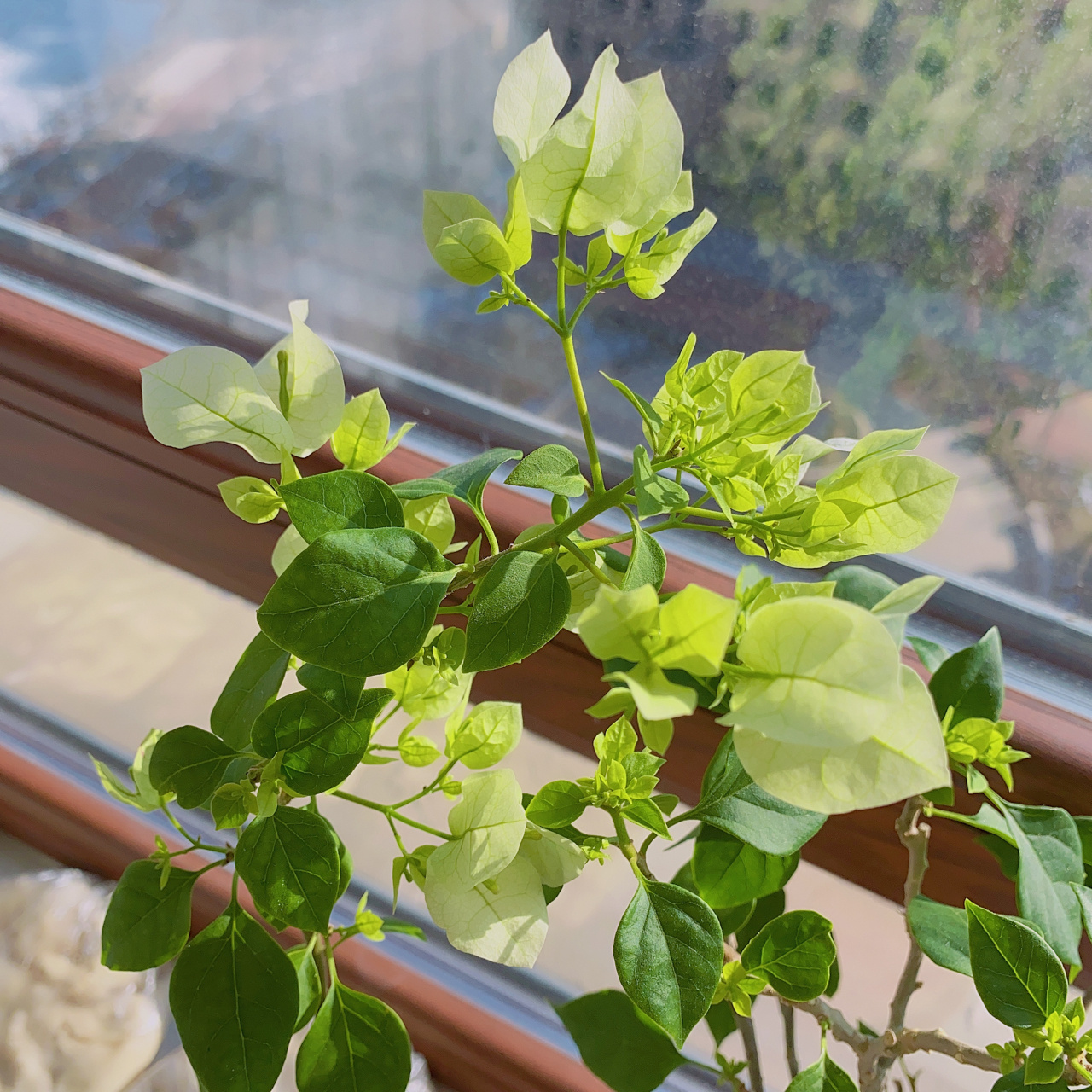 三角梅绿樱,真的就是绿色了?