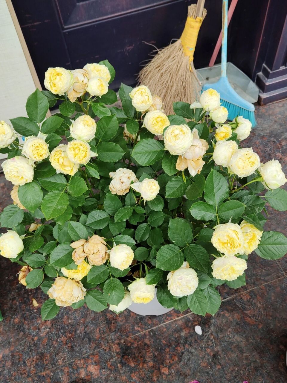 月季测评之 金丝雀 黄色微月,初开全朵嫩黄色,外围花瓣逐渐退色变白