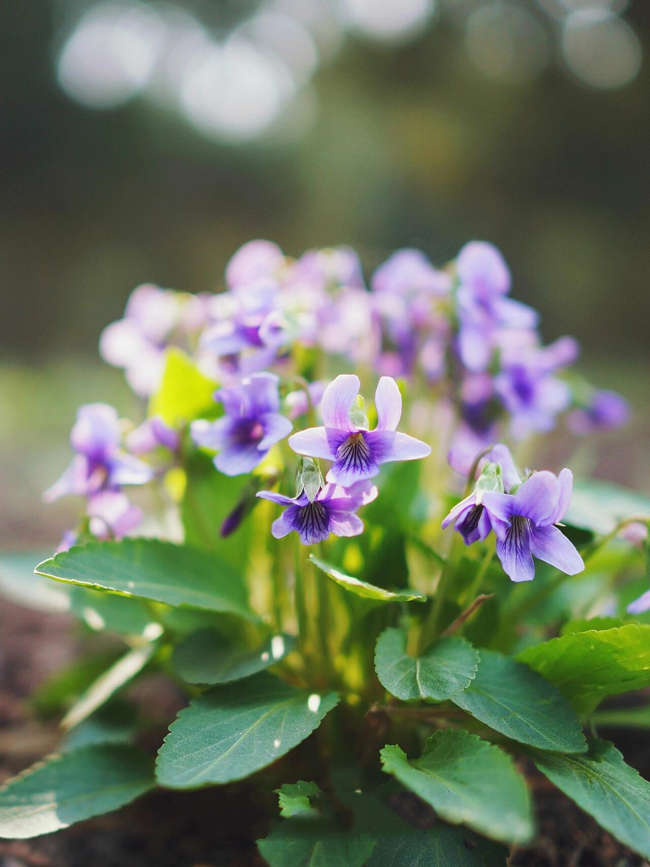 认识植物 | 早开堇菜 viola prionantha