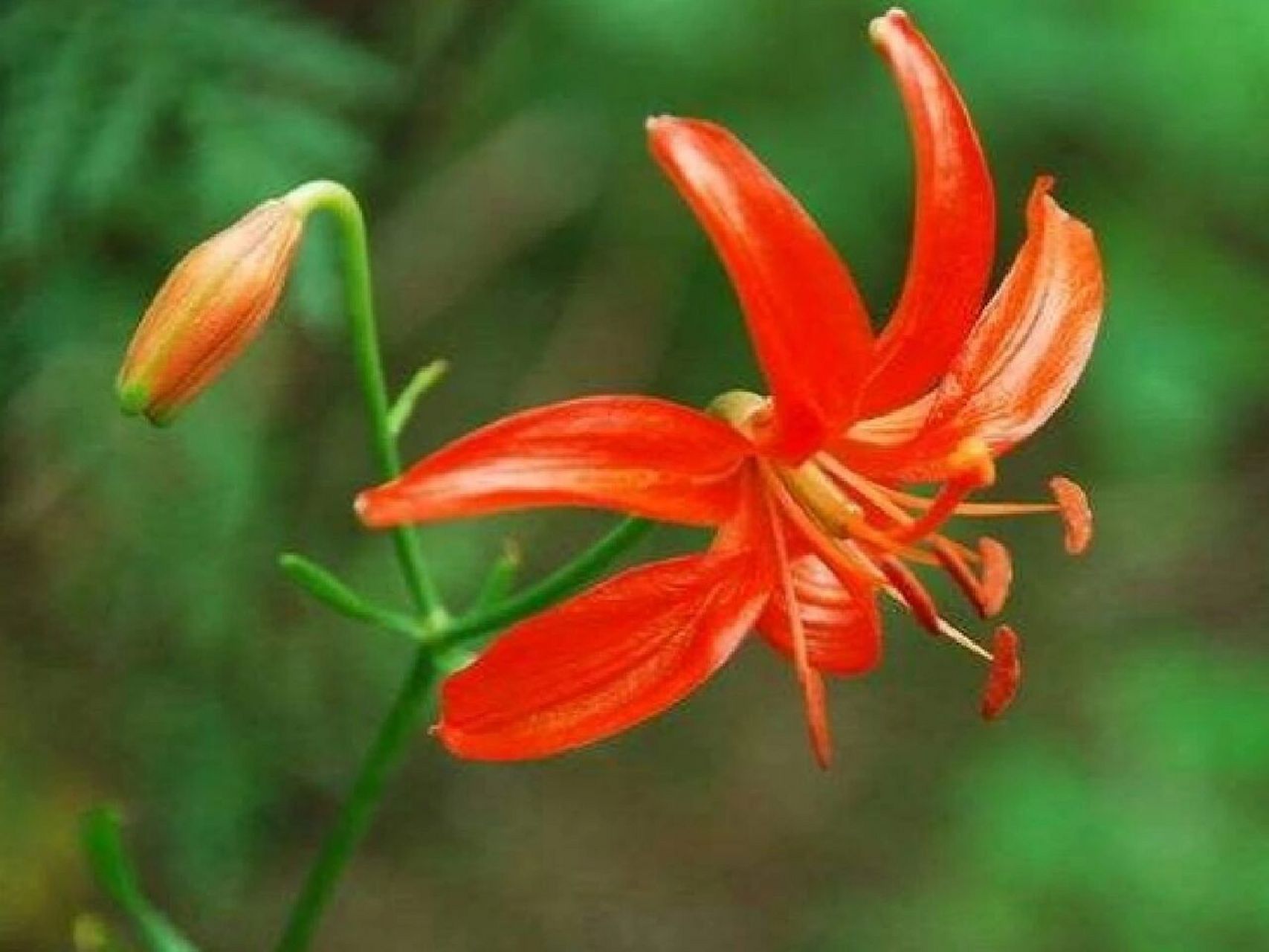 山丹丹花 别名:红百合 二名法:斑百合 界:植物界 科:百合科 山丹丹花