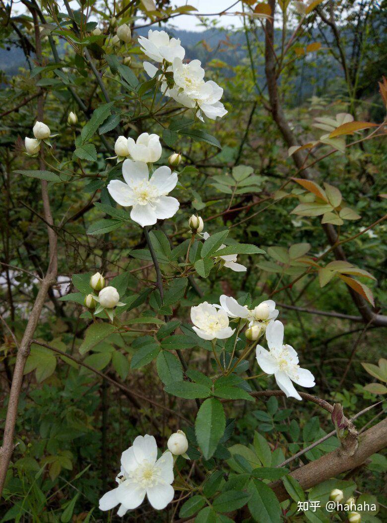 白色的花藤蔓带刺巨香