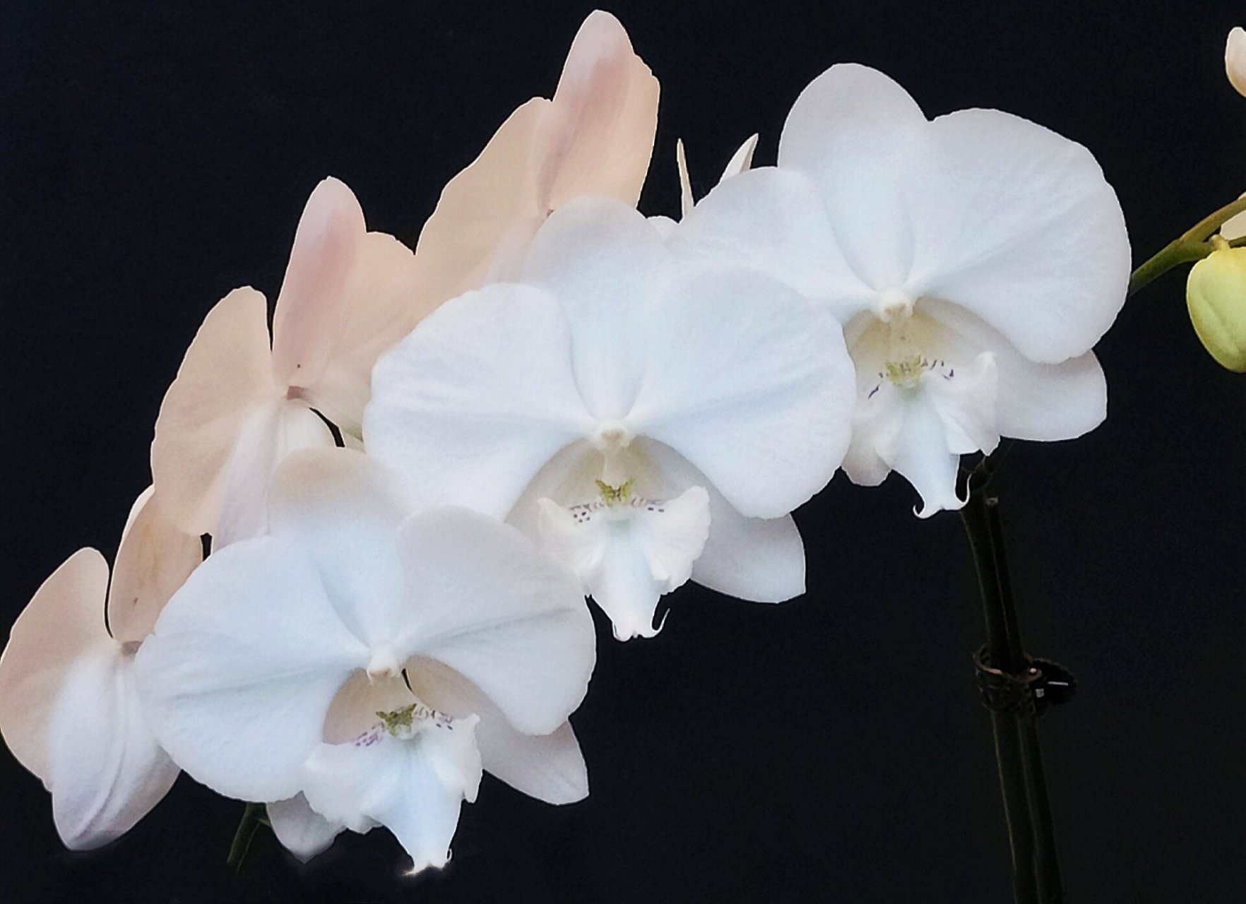 欧品蝴蝶兰61曼塔吉利 纯白大舌头,大花,易长分支,花心带粉点 纯