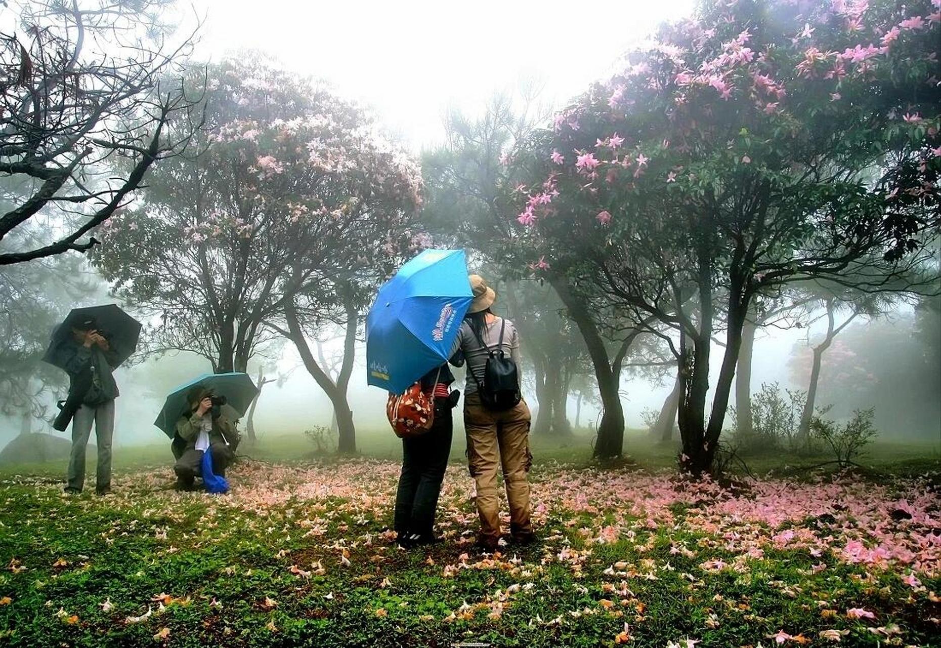 周末去徒步74阳春八排山 八排山位于罗定市船步镇,信宜市思贺镇