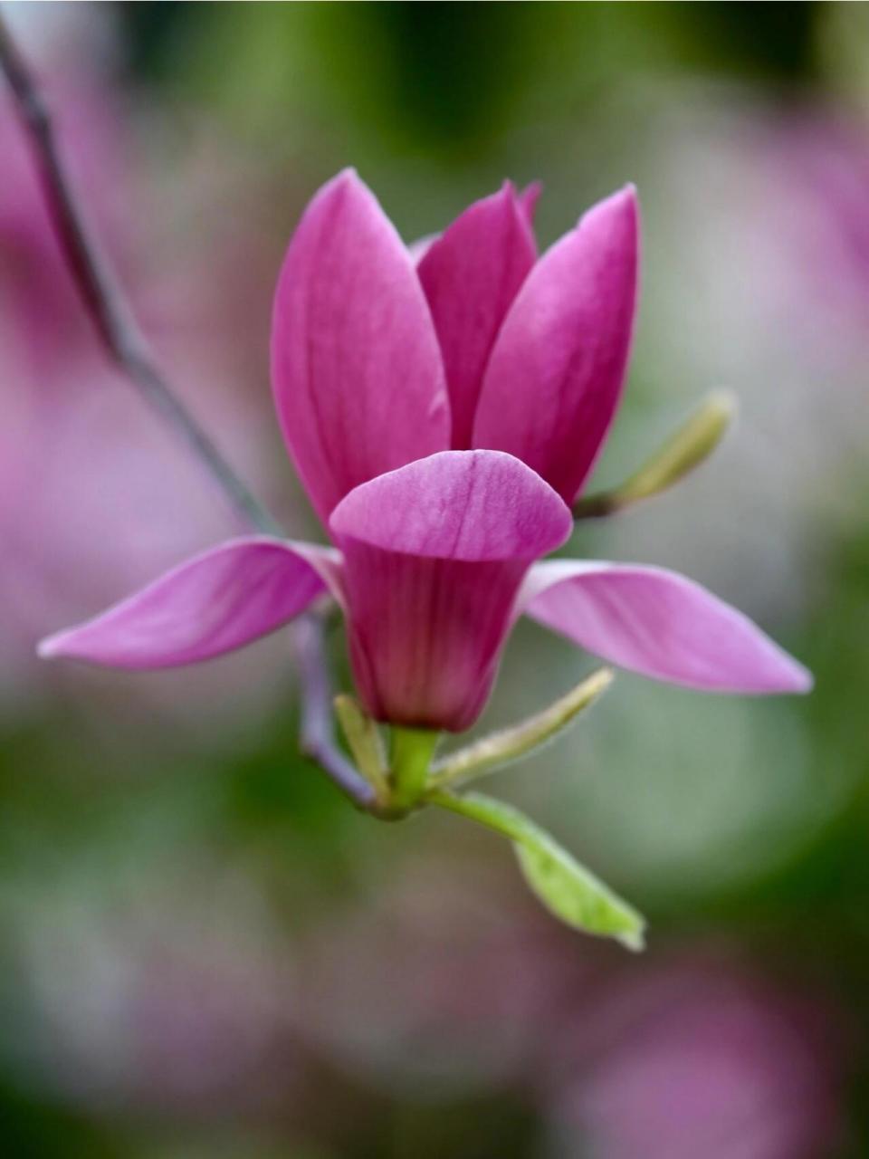 紫玉兰花      和我一起了解更多鲜花知识吧!