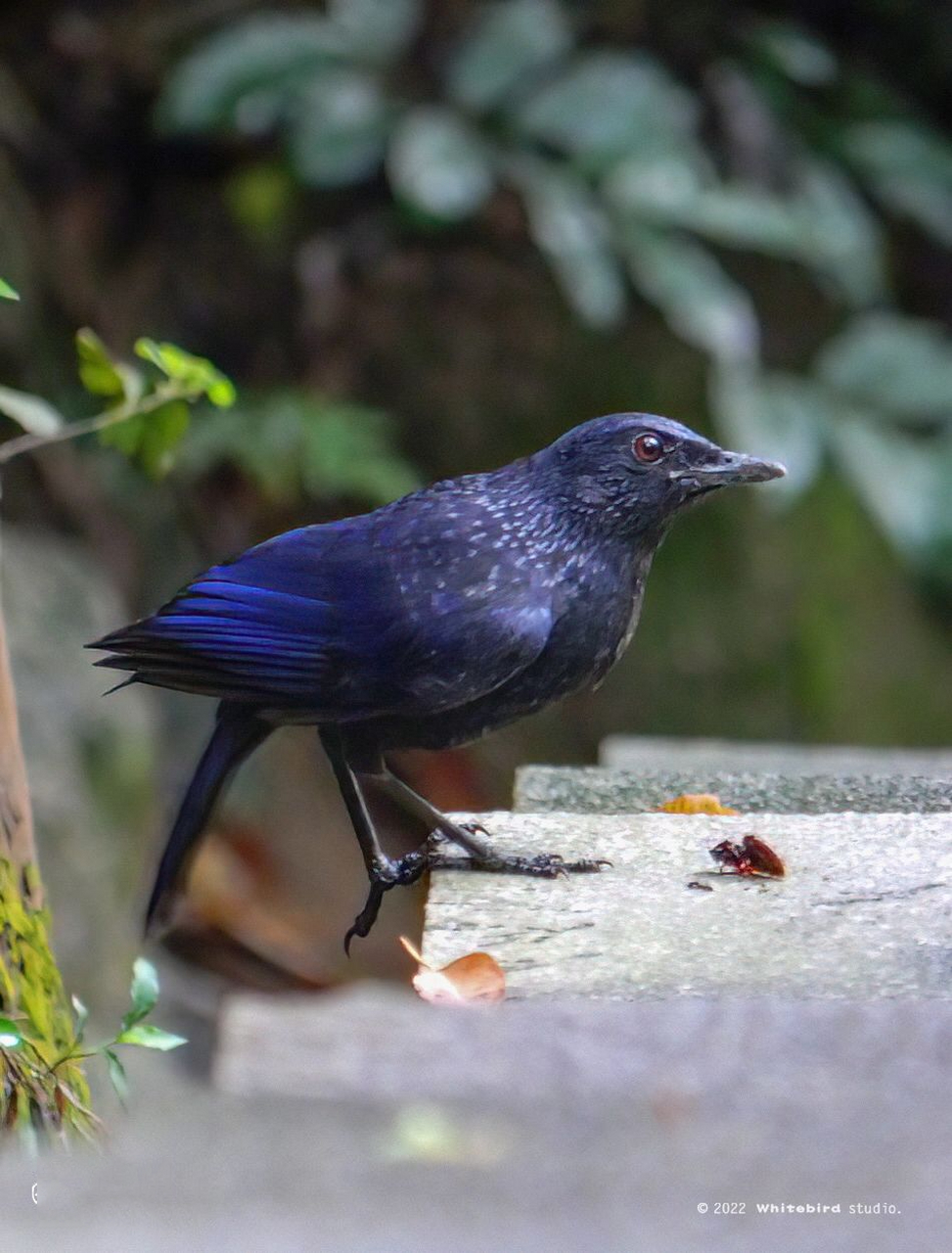 紫啸鸫 | 美丽鸟鸟91 9196「观鸟手札」这是一只美丽的鸫科鸟类