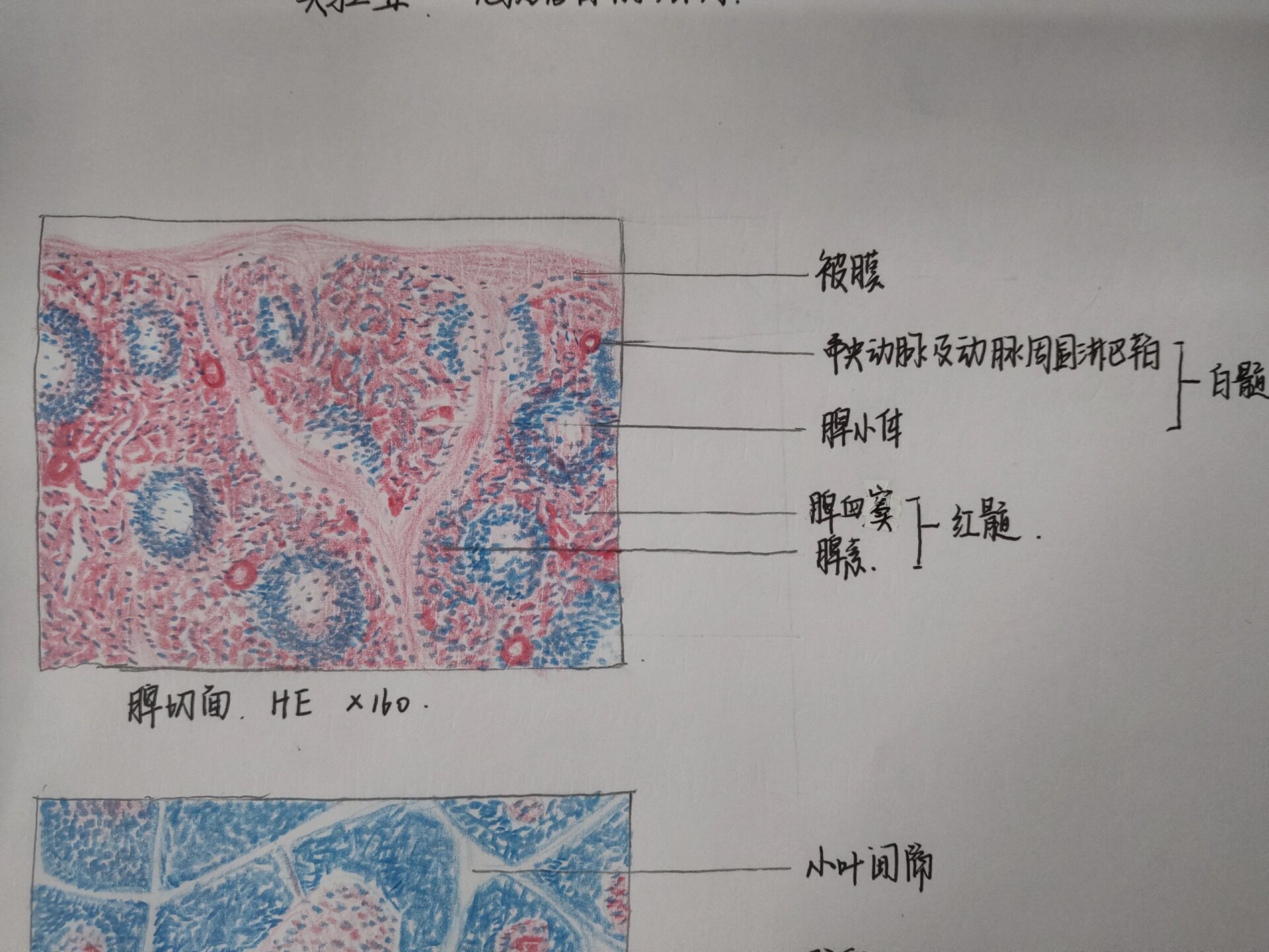 胸腺小体红蓝绘图图片