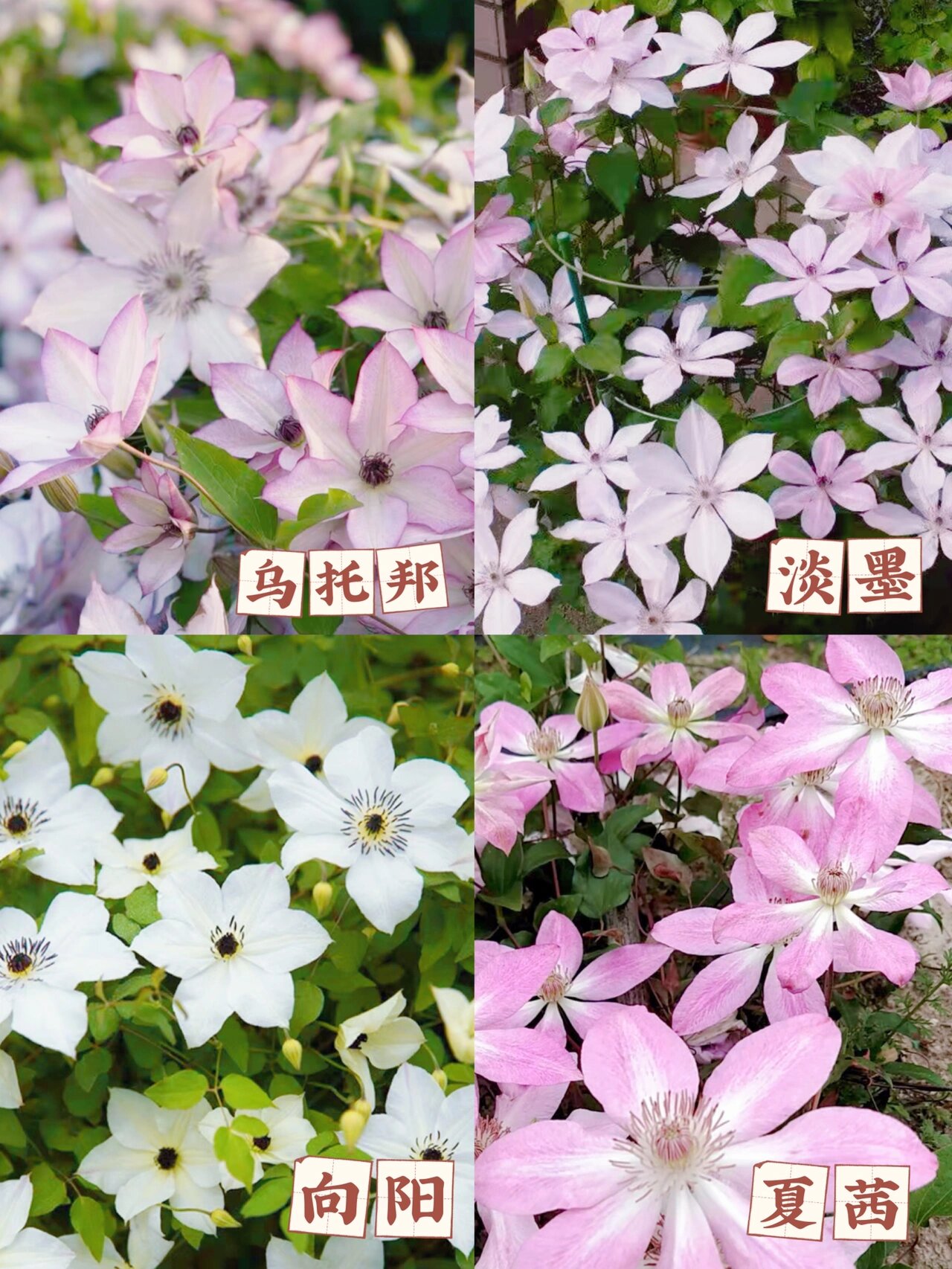 花园品种合集94|不会翻车的f系单瓣铁线莲97