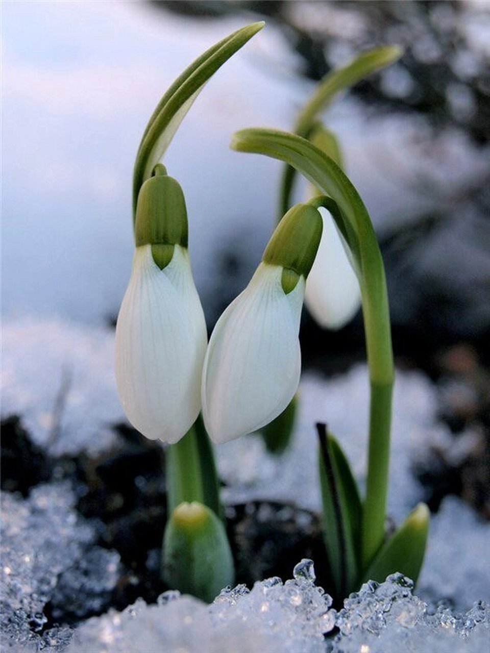 雪滴花原型图片