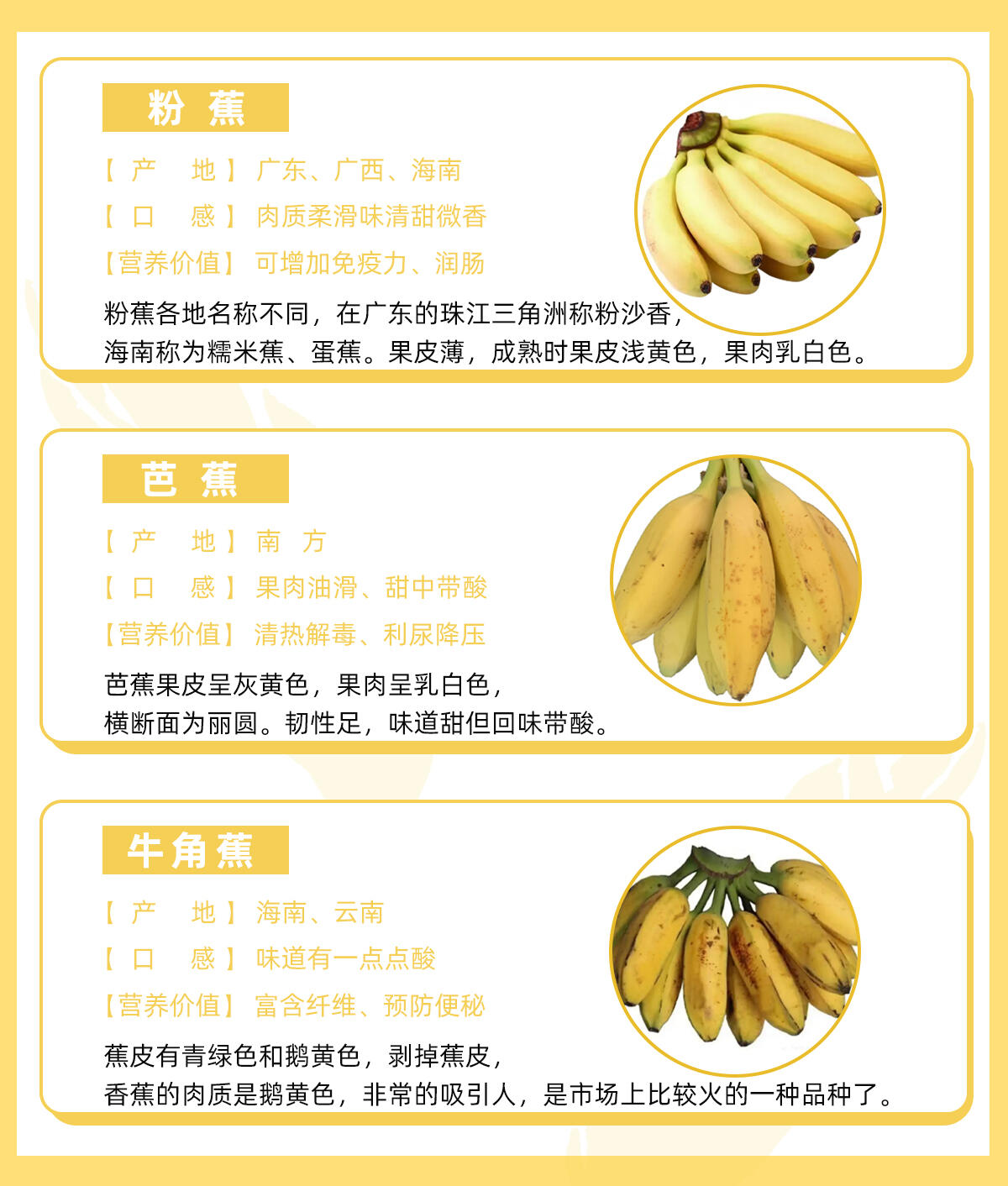 常见香蕉的品种与口感