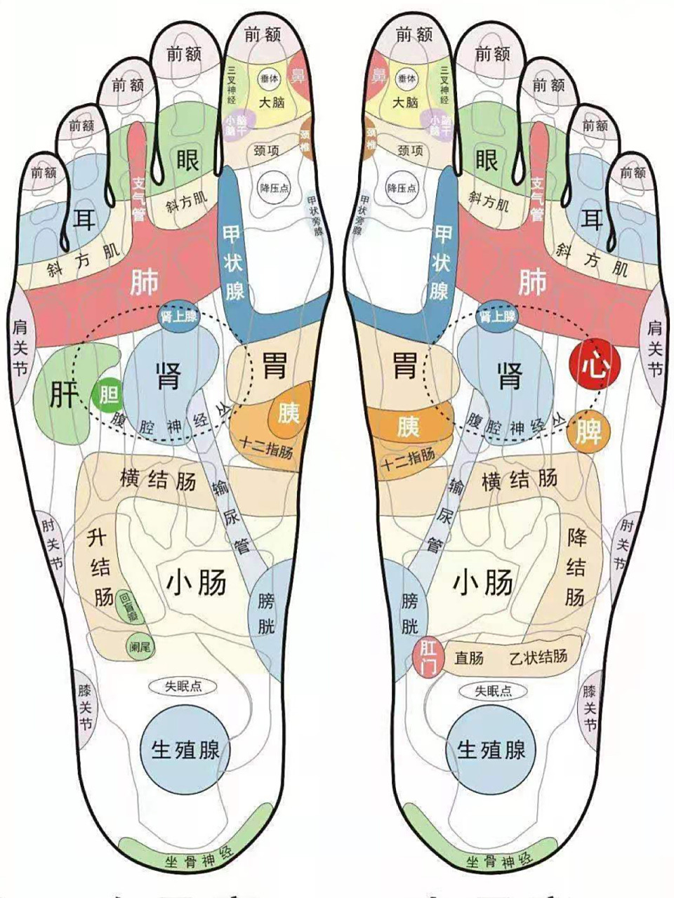 标准足部反射区图|从足部调理全身 图上是右足底,再左足底