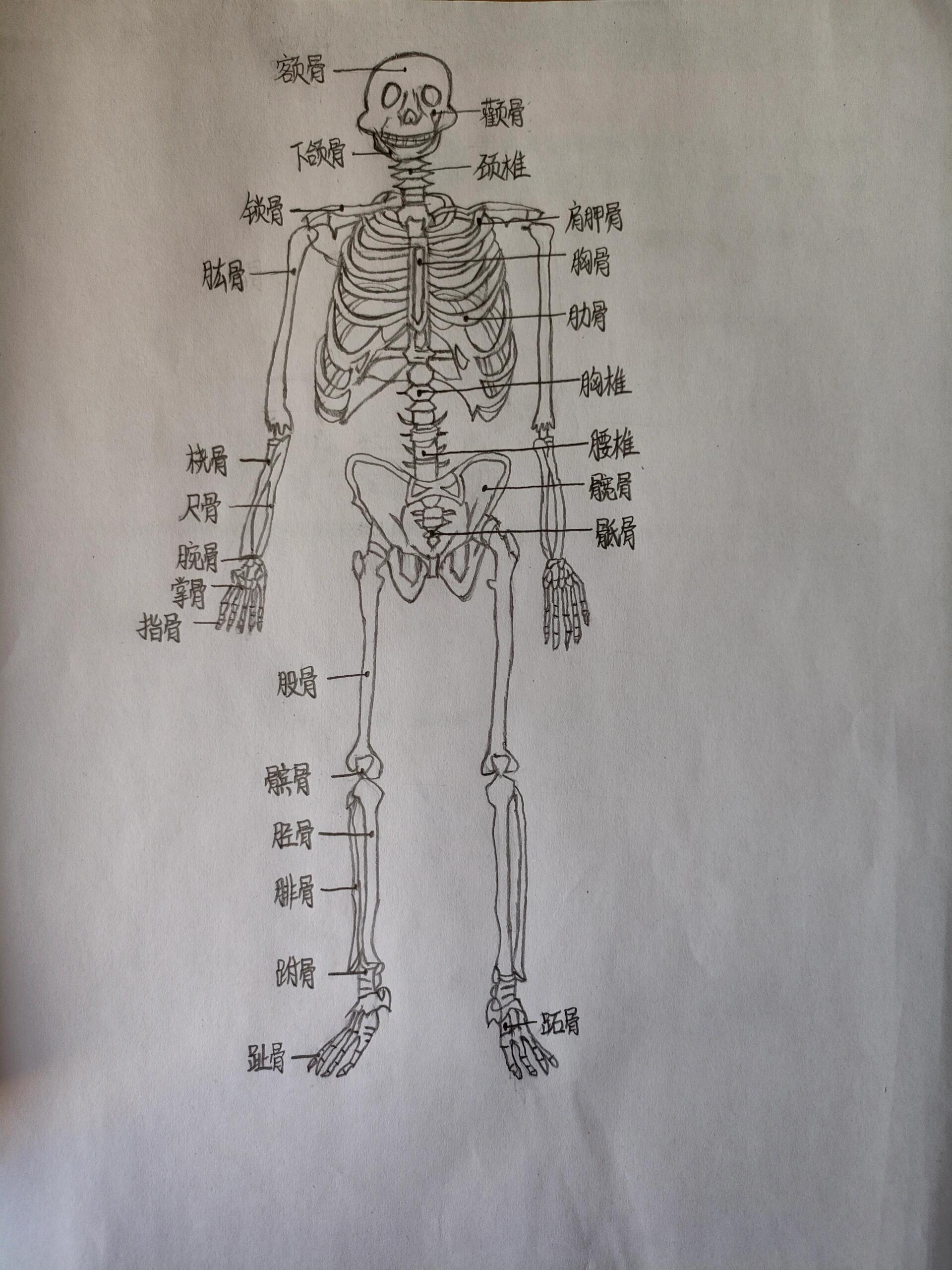 2023人体解刨图骨骼 手绘图