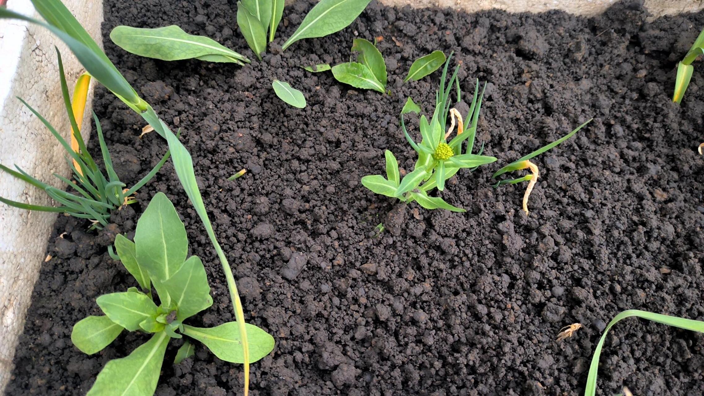 记录乌斯玛草的成长过程反反复复两三年好像终于开始开花了 2022年9月