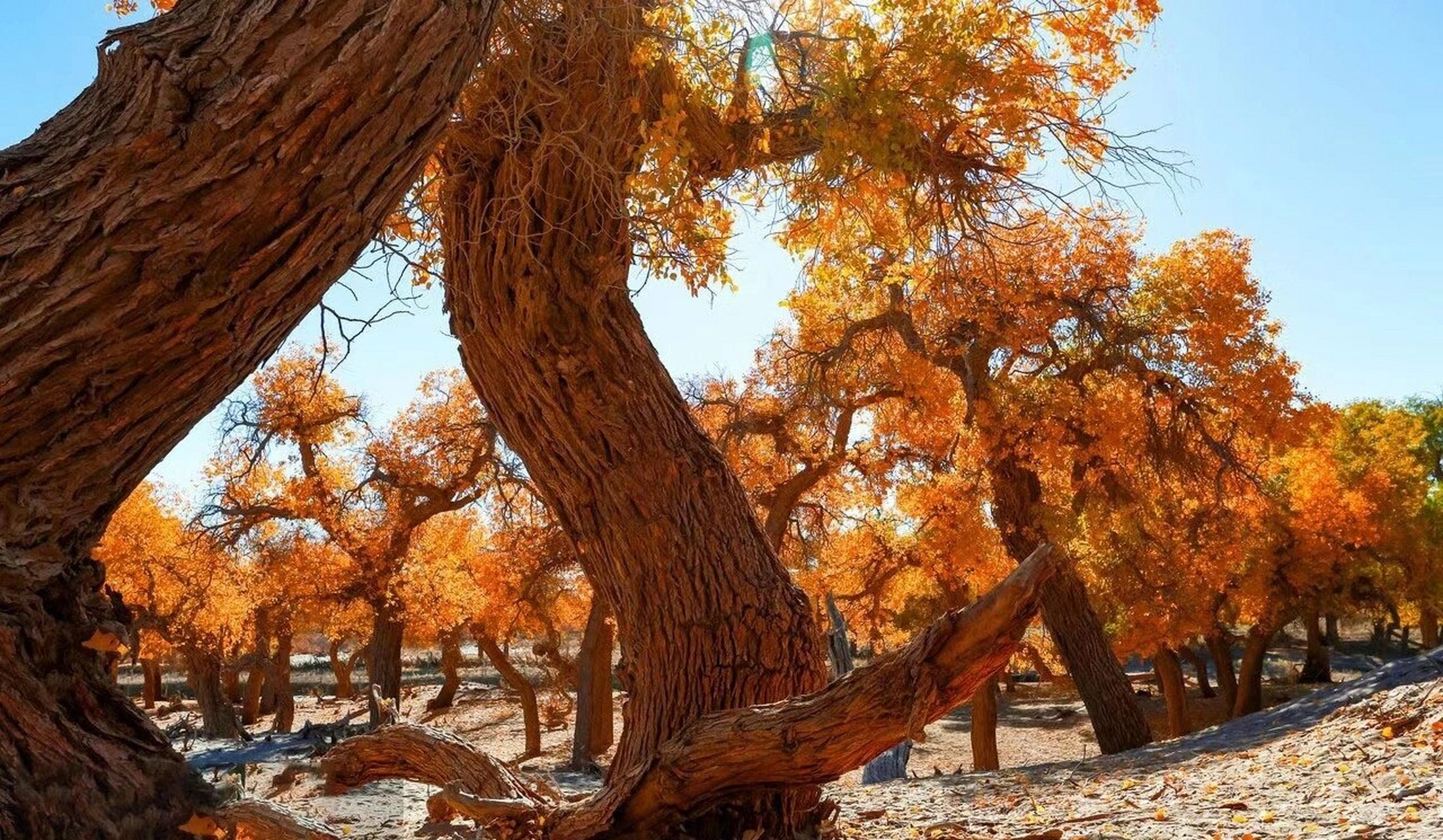 八道桥胡杨林 内蒙古额济纳胡杨林国家级自然保护区位于额济纳旗的
