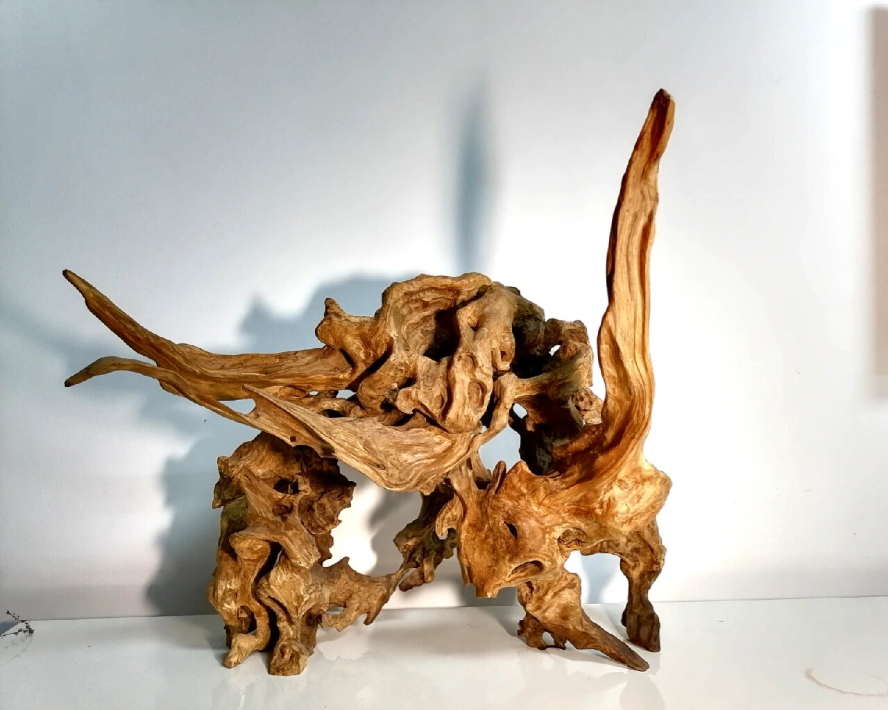 黄荆根 原色 大自然的杰作