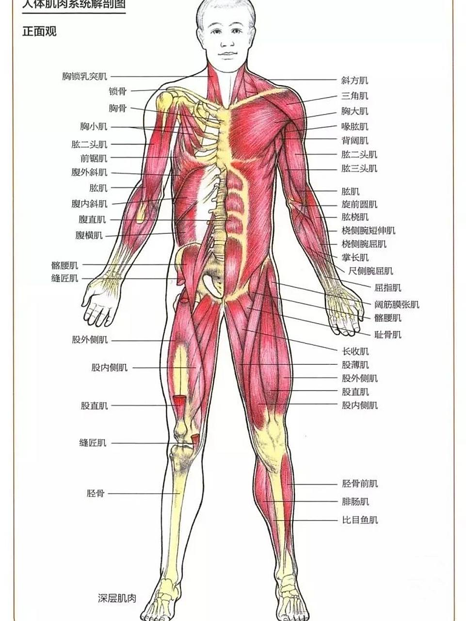 全身肌肉解剖图谱