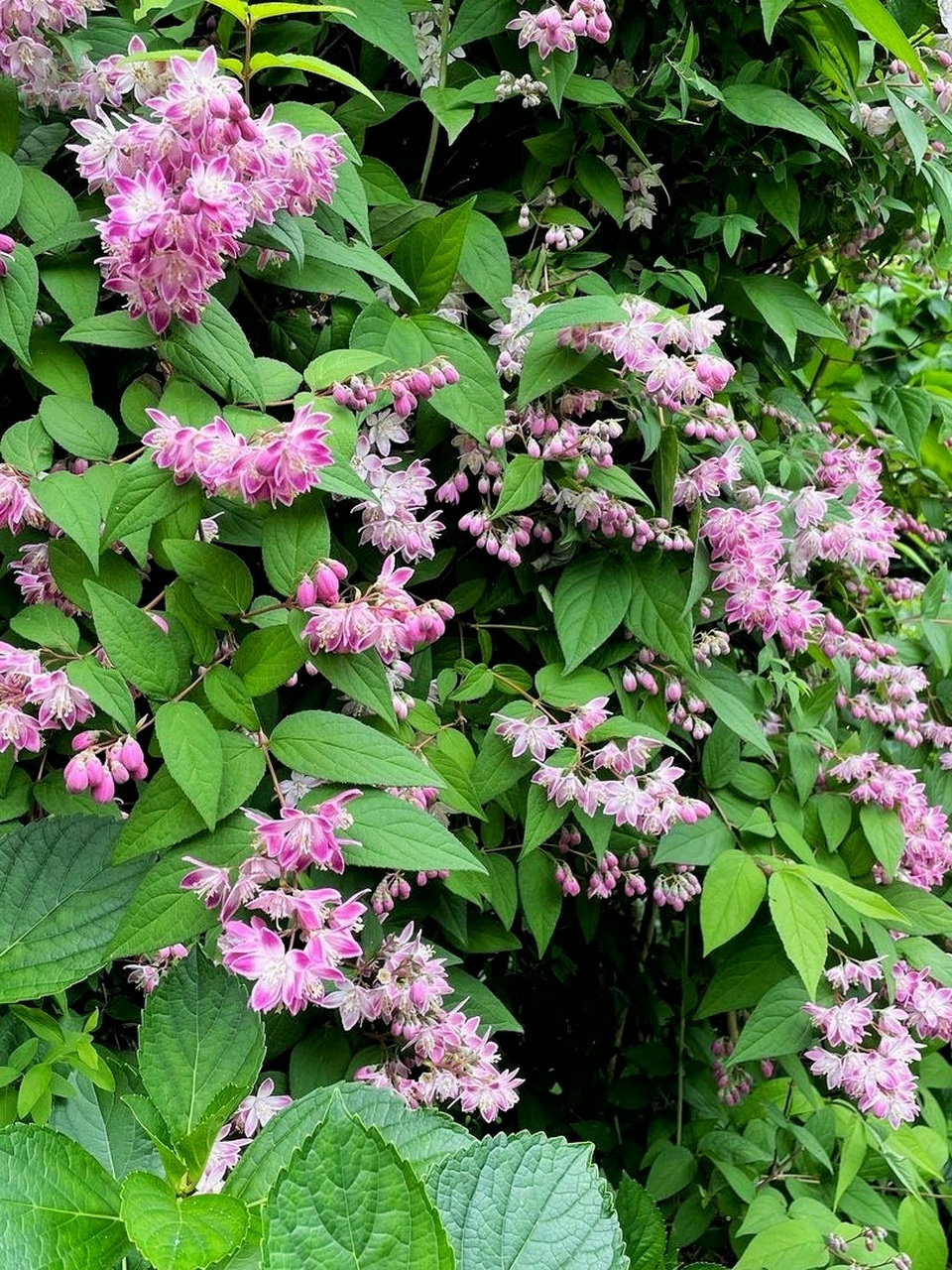 花园植物:9款耐寒花灌木品种分享/北方地区 图123:锦带花/蓝莓/喷雪花