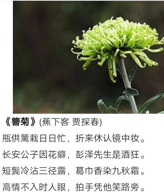 《红楼梦》菊花诗十二首‖欣赏(二)