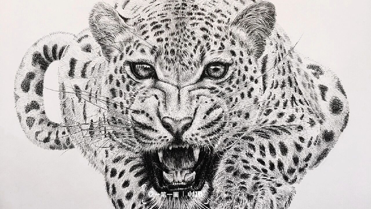 钢笔画 | 动物系列(猎豹)