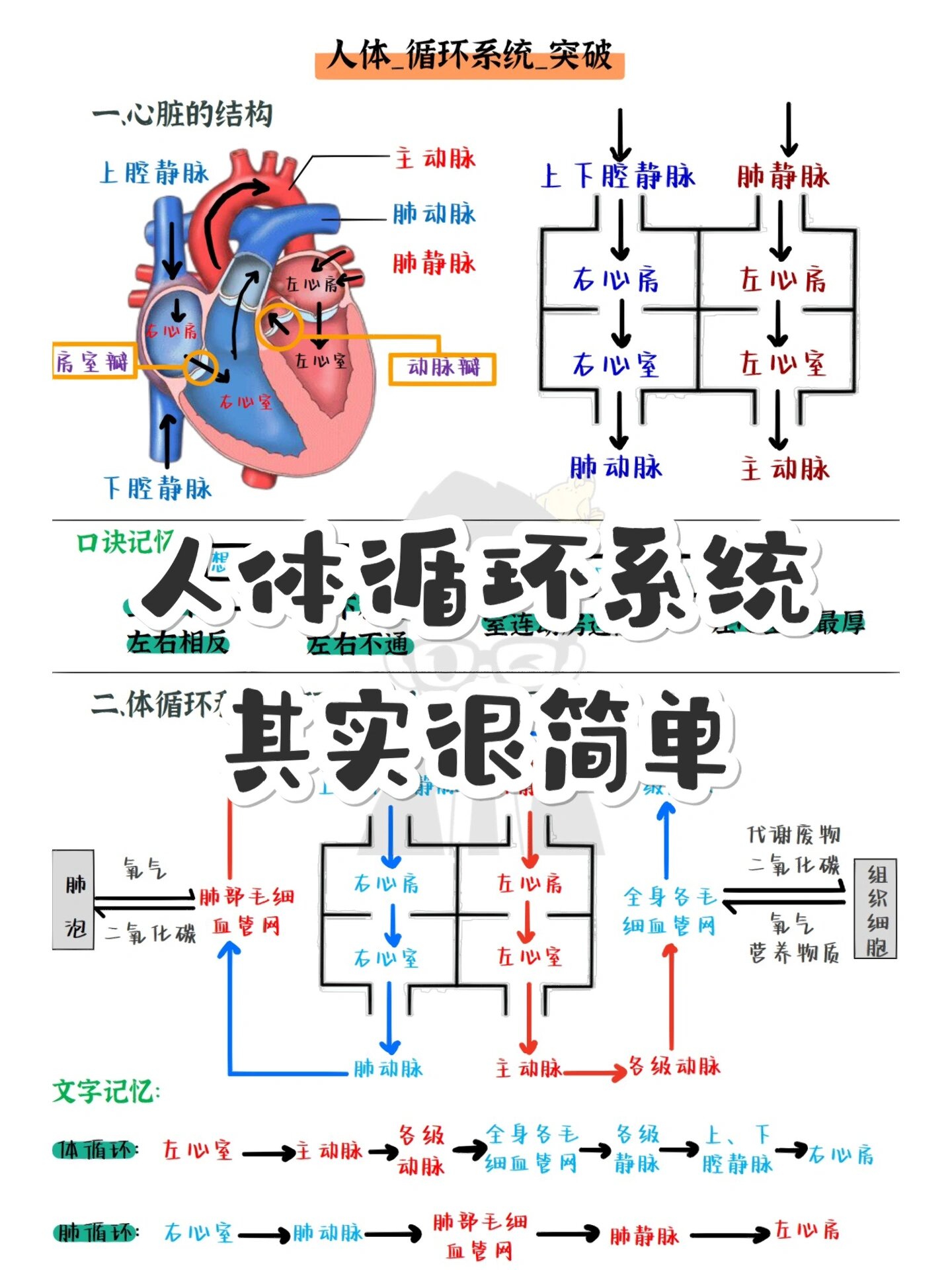 图解 口诀拉爆初中生物循环系统