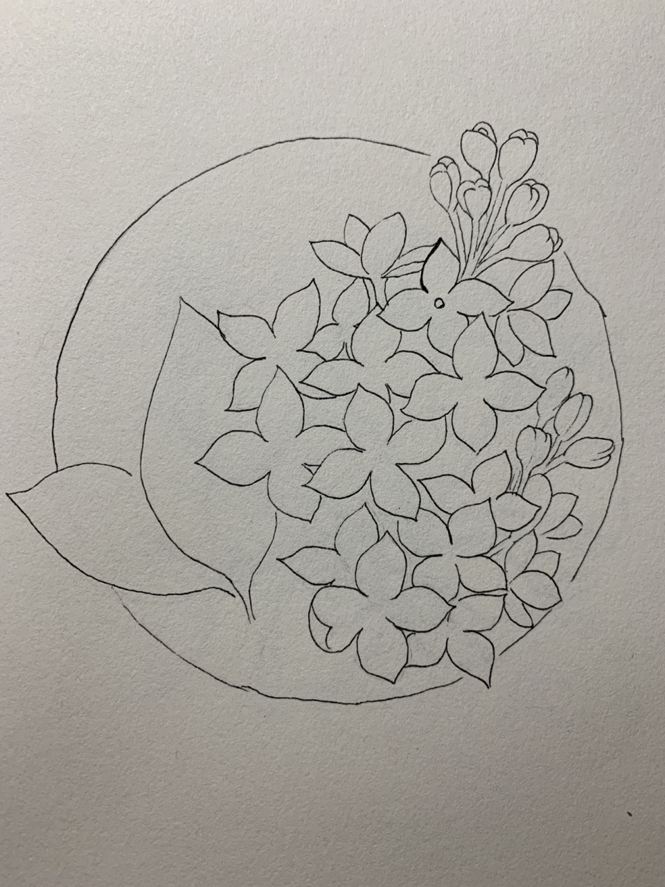 67/100|线稿|丁香花 哪位小可爱的命题作品呀?