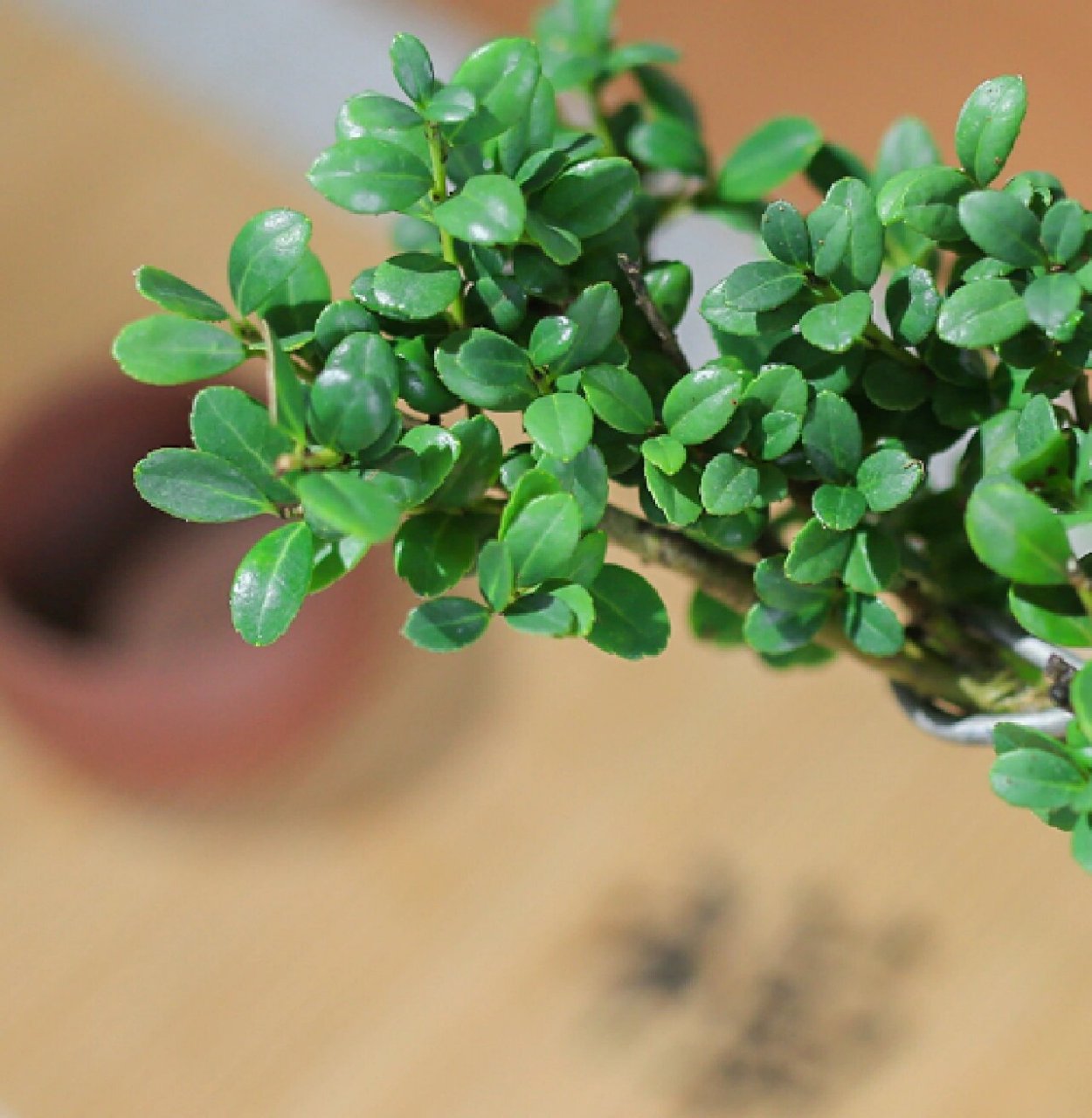 每日盆栽——龟甲冬青 【龟甲冬青】 龟甲冬青是冬青科,冬青属齿叶冬