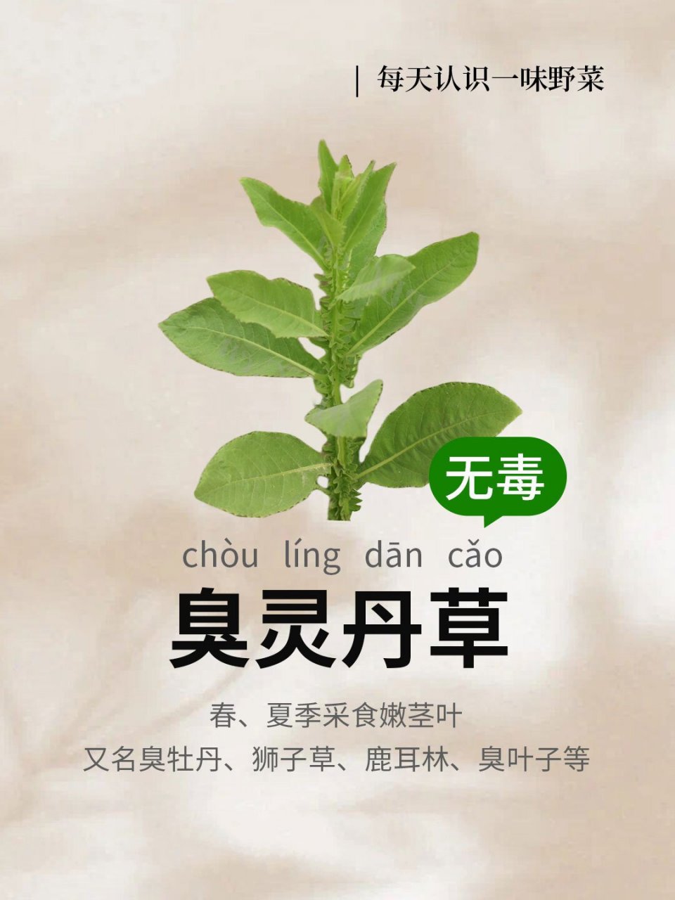 151 | 臭灵丹草,我们云南已试过了 ⚠ 【警惕成分】有!