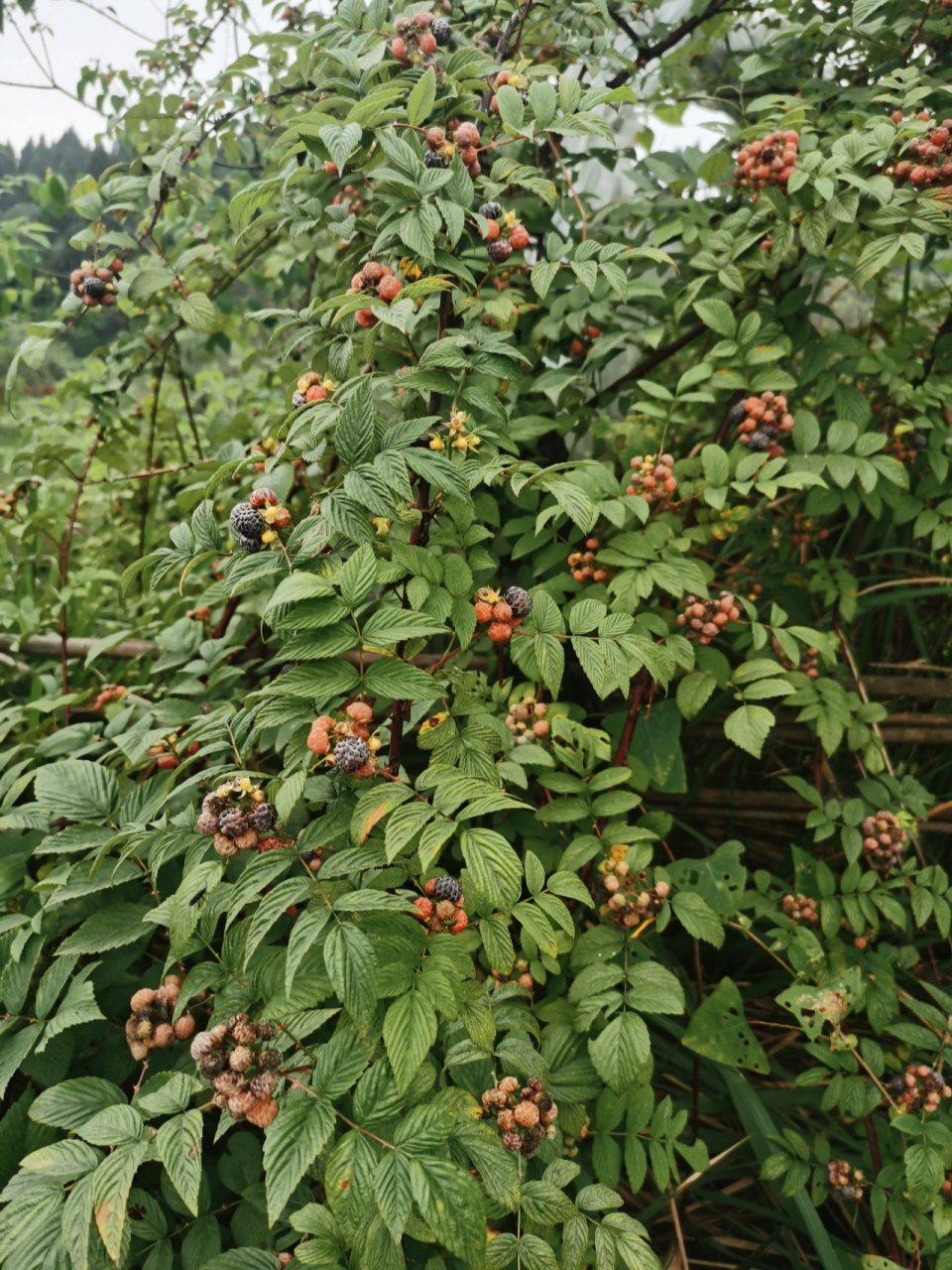 刺泡  我们重庆这边的野果子 你们那儿有不有?叫啥?