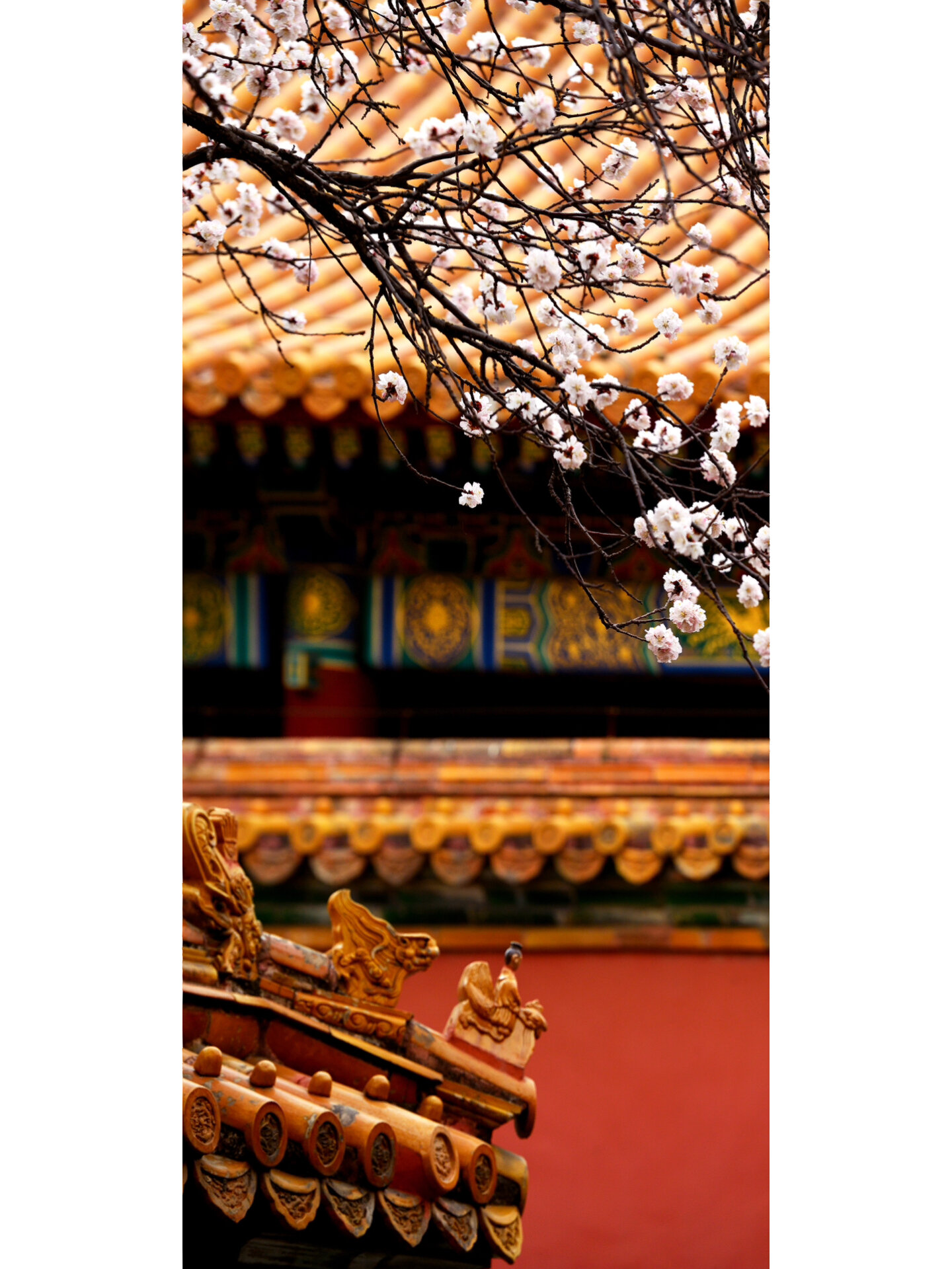 高清壁纸 | 故宫4k 图片来源故宫博物馆