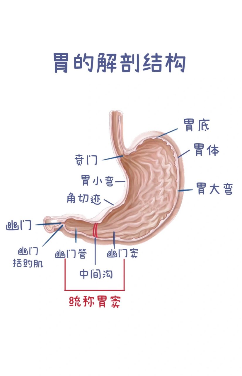 胃解剖位置描述图片