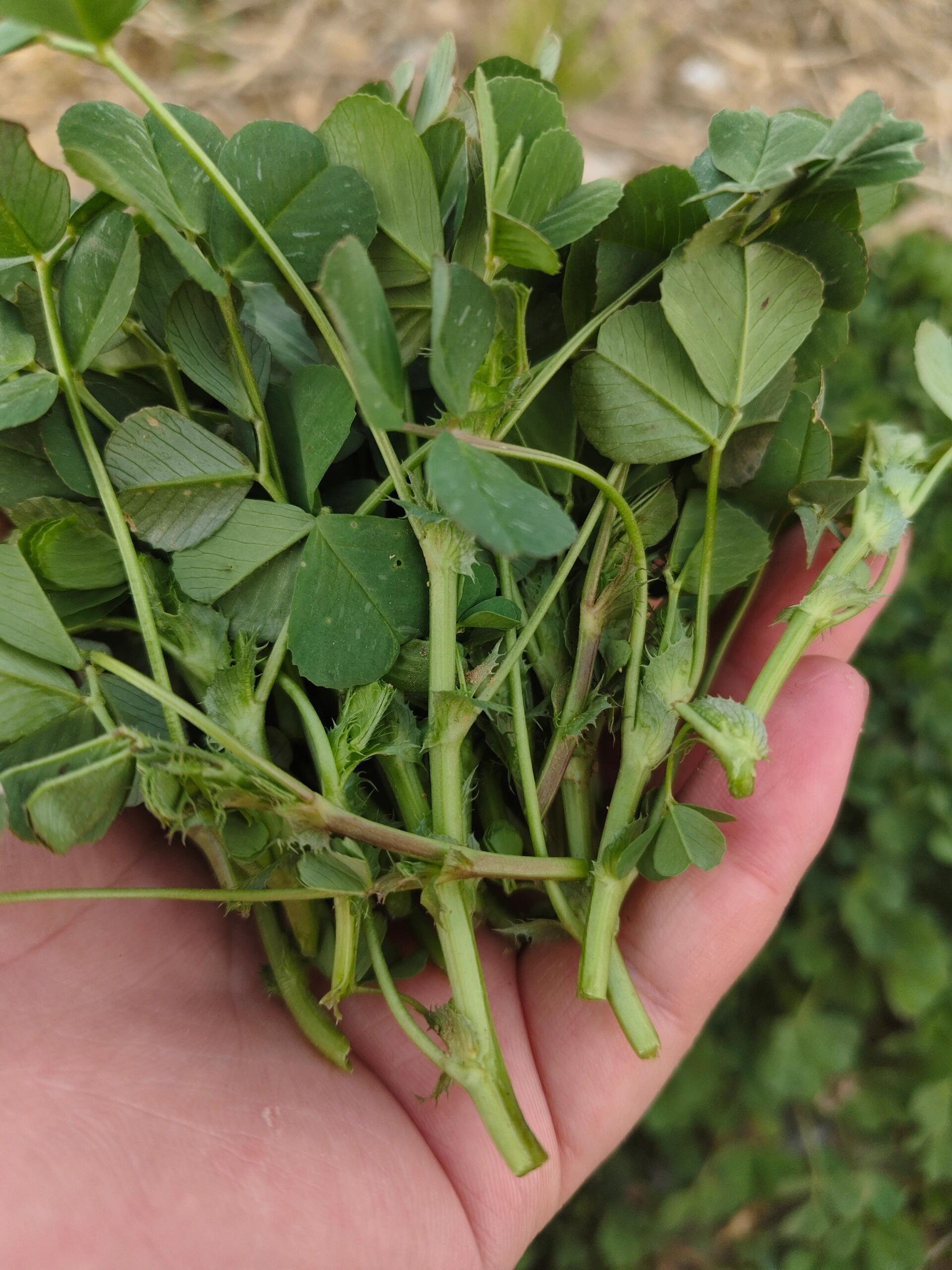 今日南京打野--草头(金花菜),野芹菜 这一大堆草头