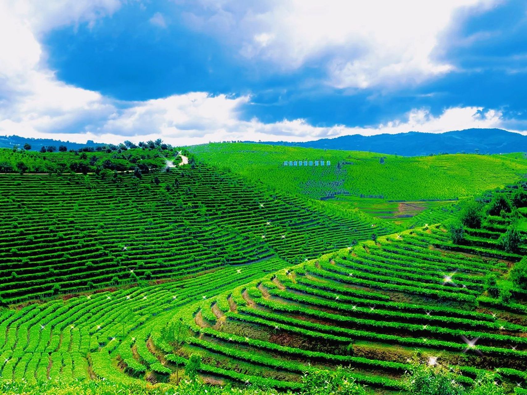 西双版纳大渡岗万亩茶山风光 摄于西双版纳大渡岗