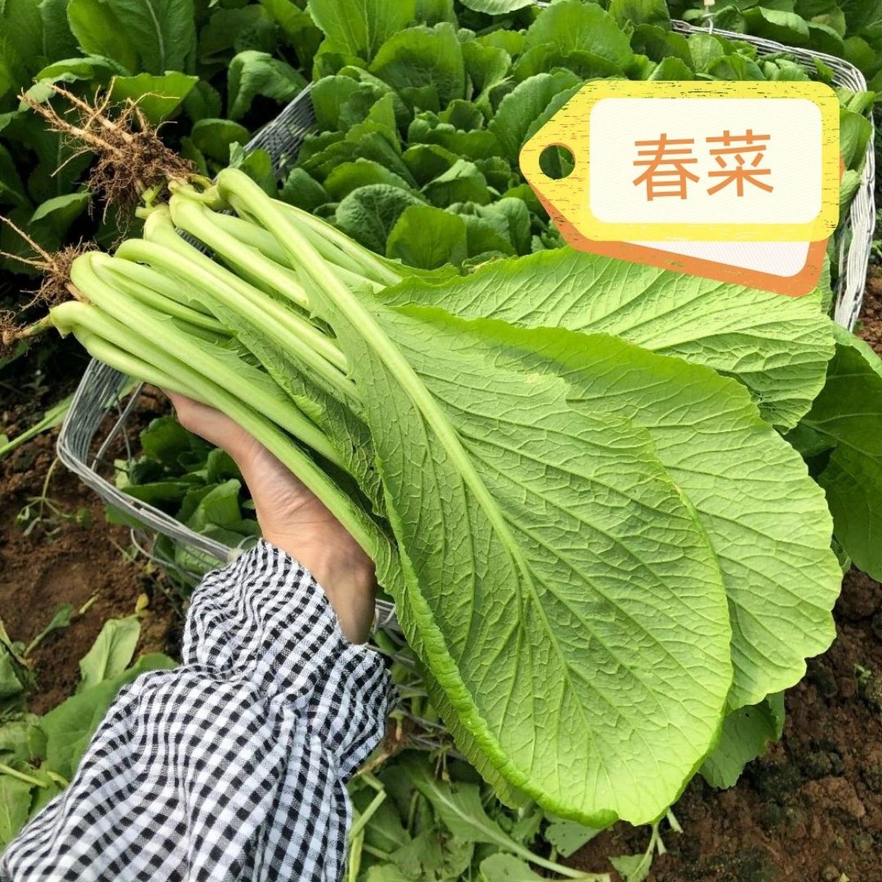 最喜欢春菜煮汤了微苦绝绝子!他们只是长相很相似啊.