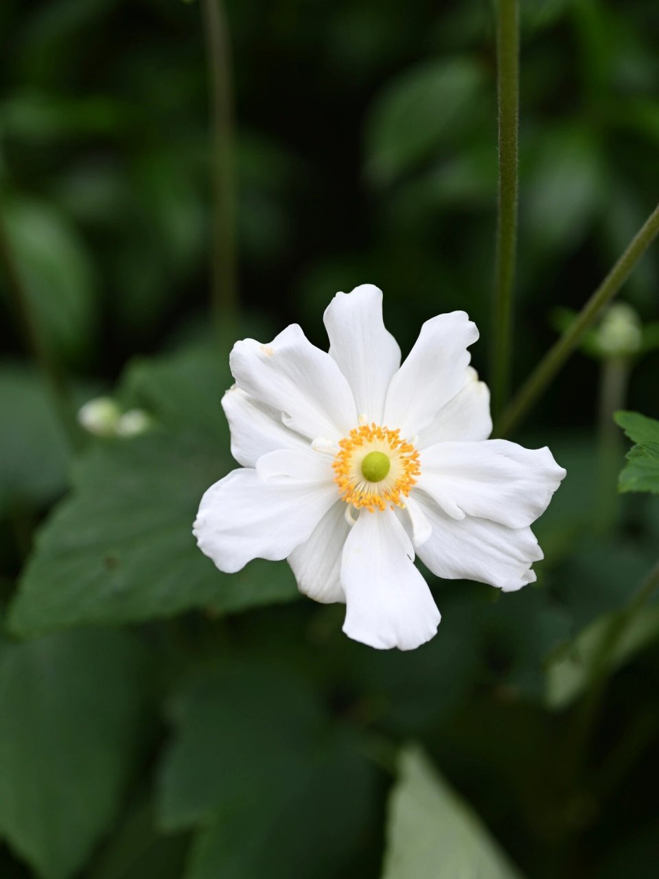 打破碗花花 打破碗花花(学名:anemone hupehensis02lemoine),是毛茛