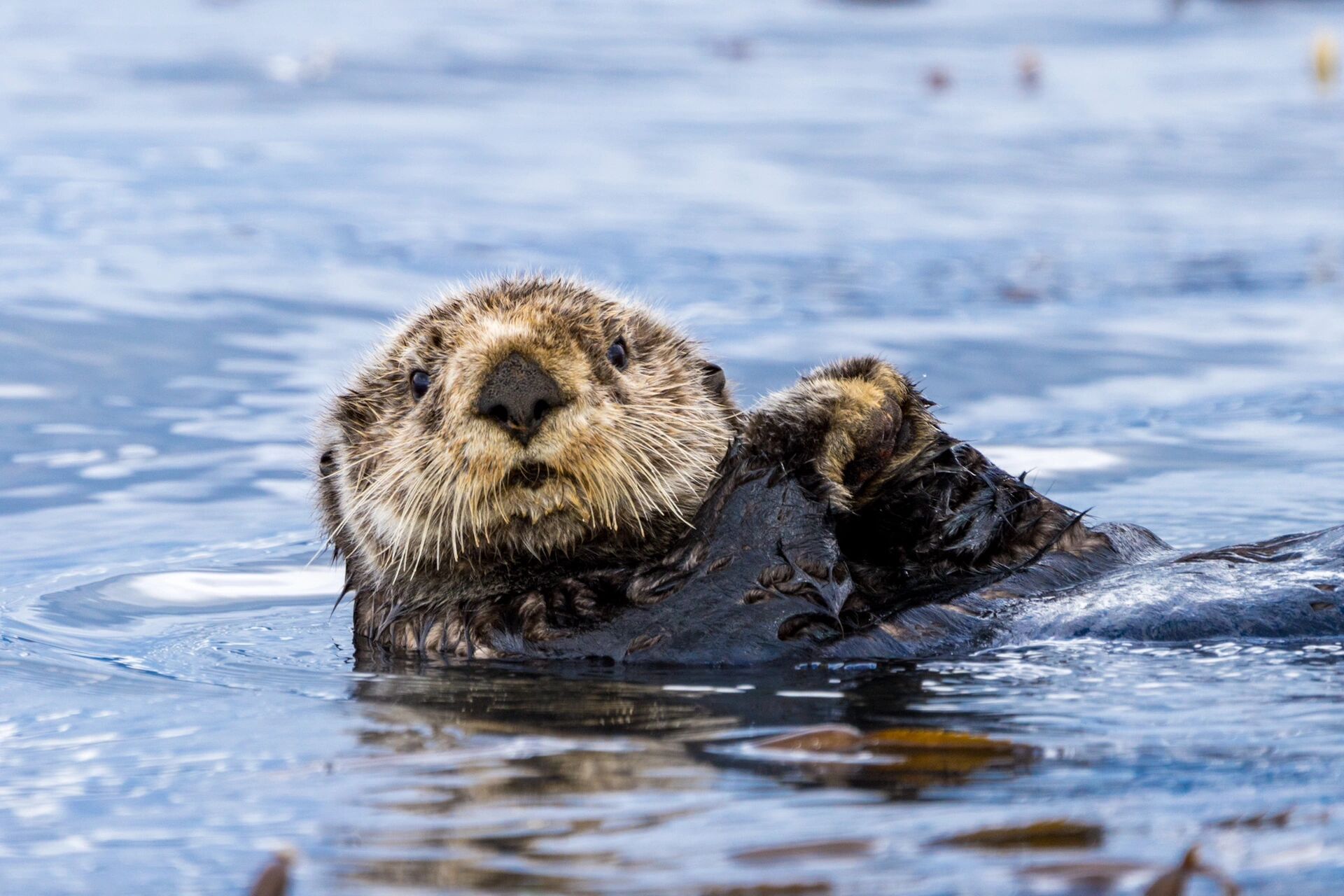 北美看海獭指南00——序章 之前评论区小伙伴对哪