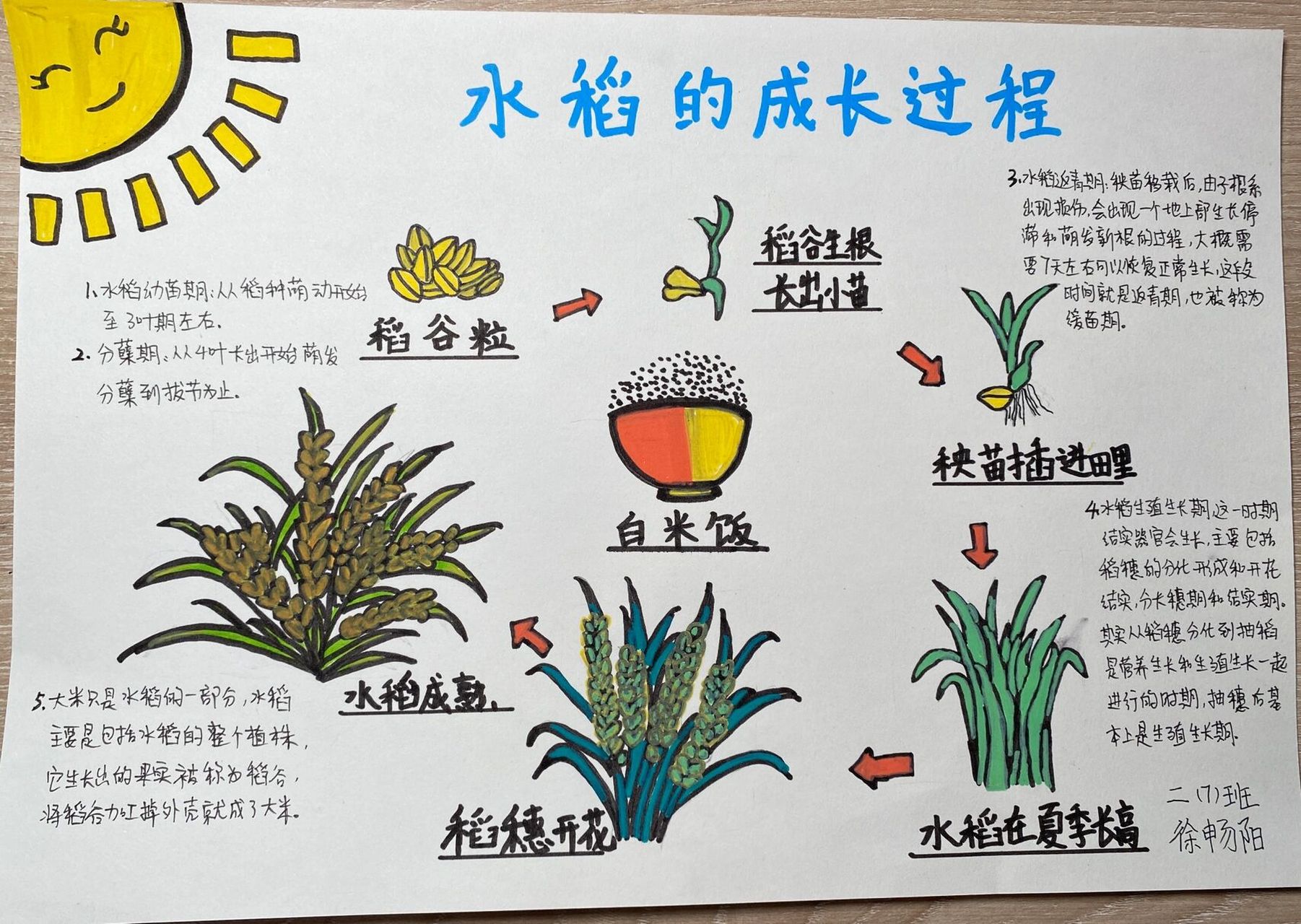 水稻成长的过程图解图片